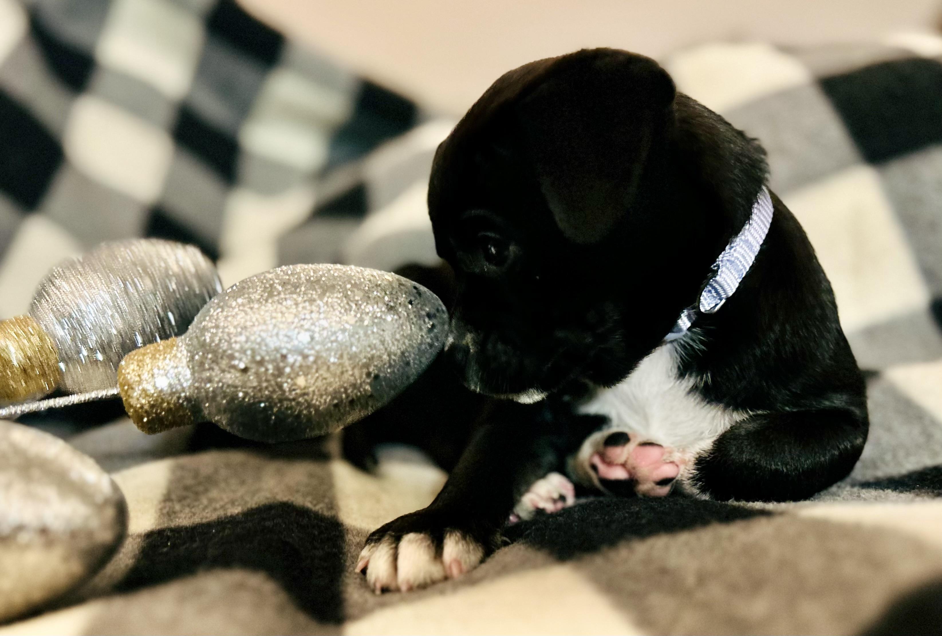 Enlarge Aurora, a Adoptable Chihuahua in Bonney Lake, WA image 4/5