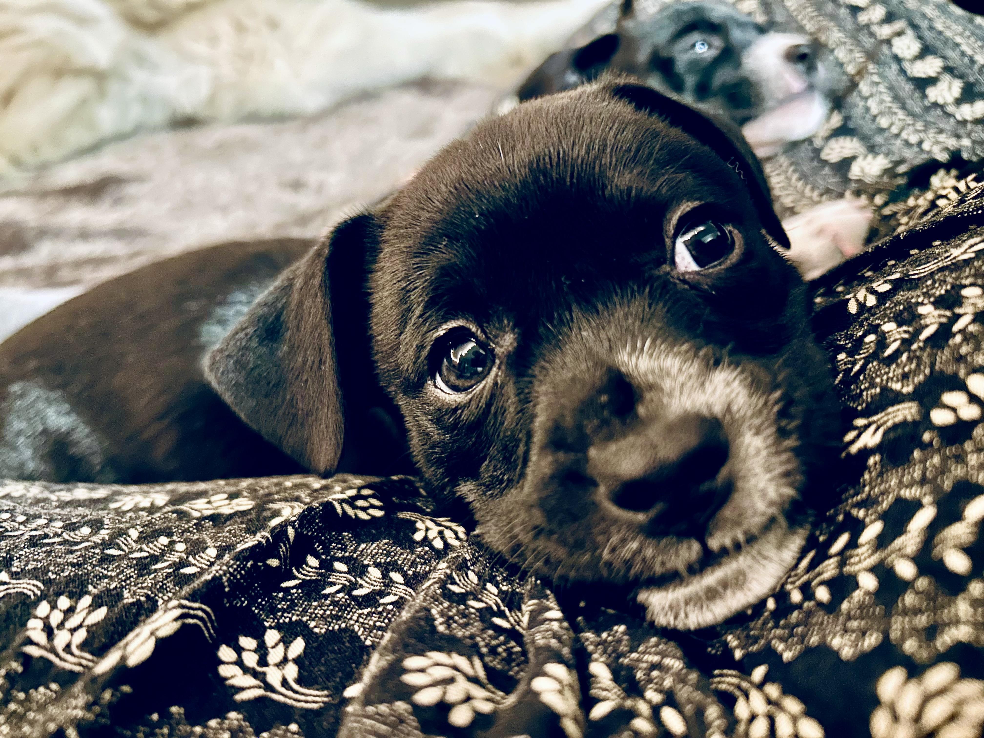 Aurora, Adoptable, Puppy Female Chihuahua.