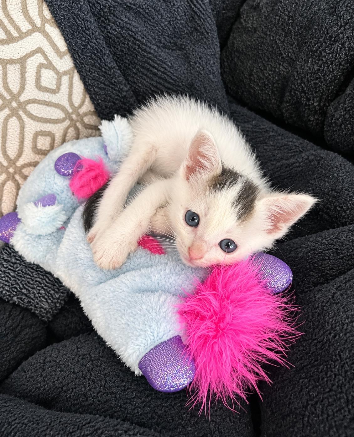 Enlarge Stormy, a Adoptable Domestic Short Hair in Pickerington, OH image 3/6