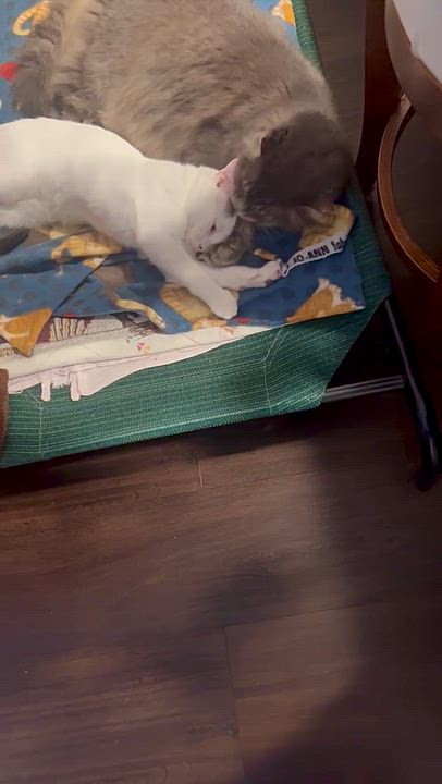 Enlarge Stormy, a Adoptable Domestic Short Hair in Pickerington, OH video 6/6