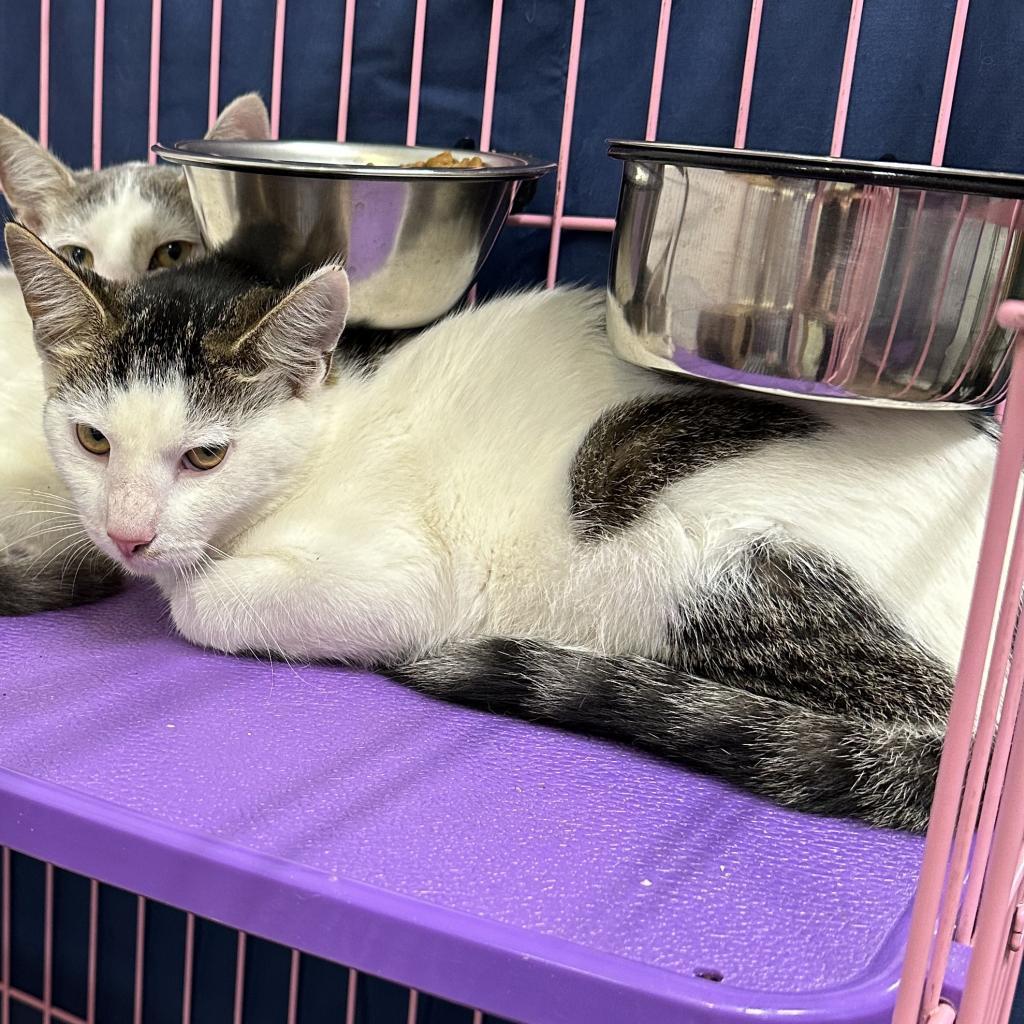 Spotty, Adoptable, Adult Female Domestic Short Hair.