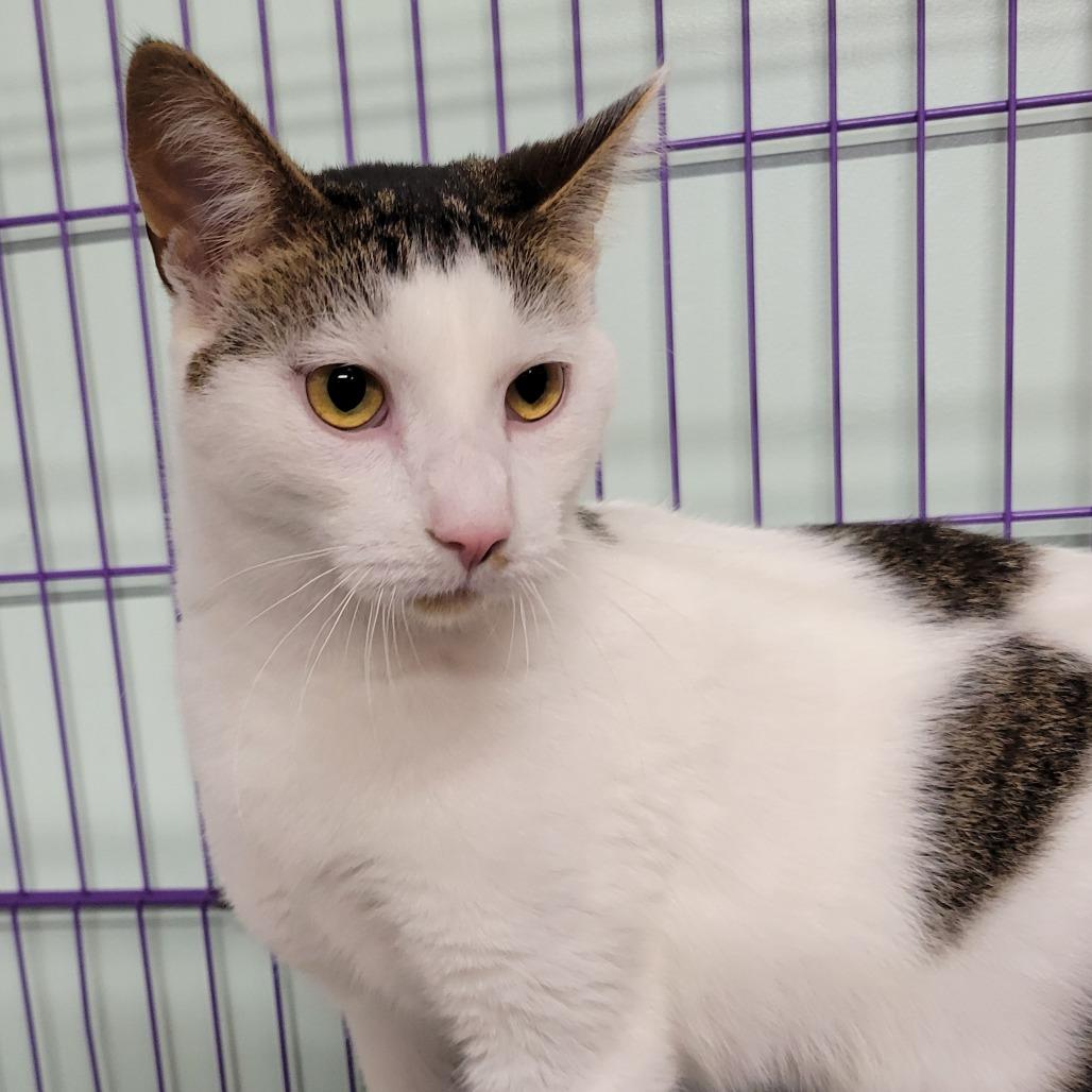Spotty, a Adoptable Domestic Short Hair in Priest River, ID image 2/6