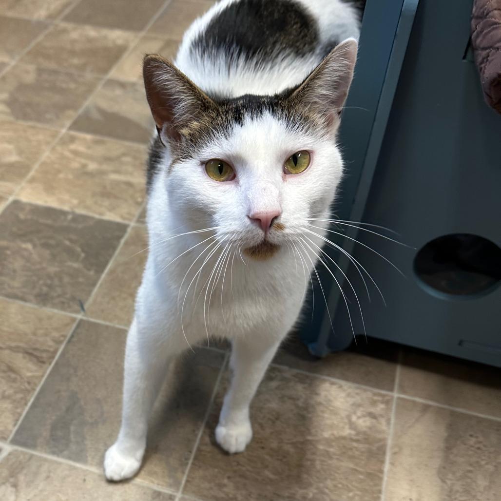 Spotty, a Adoptable Domestic Short Hair in Priest River, ID image 3/6