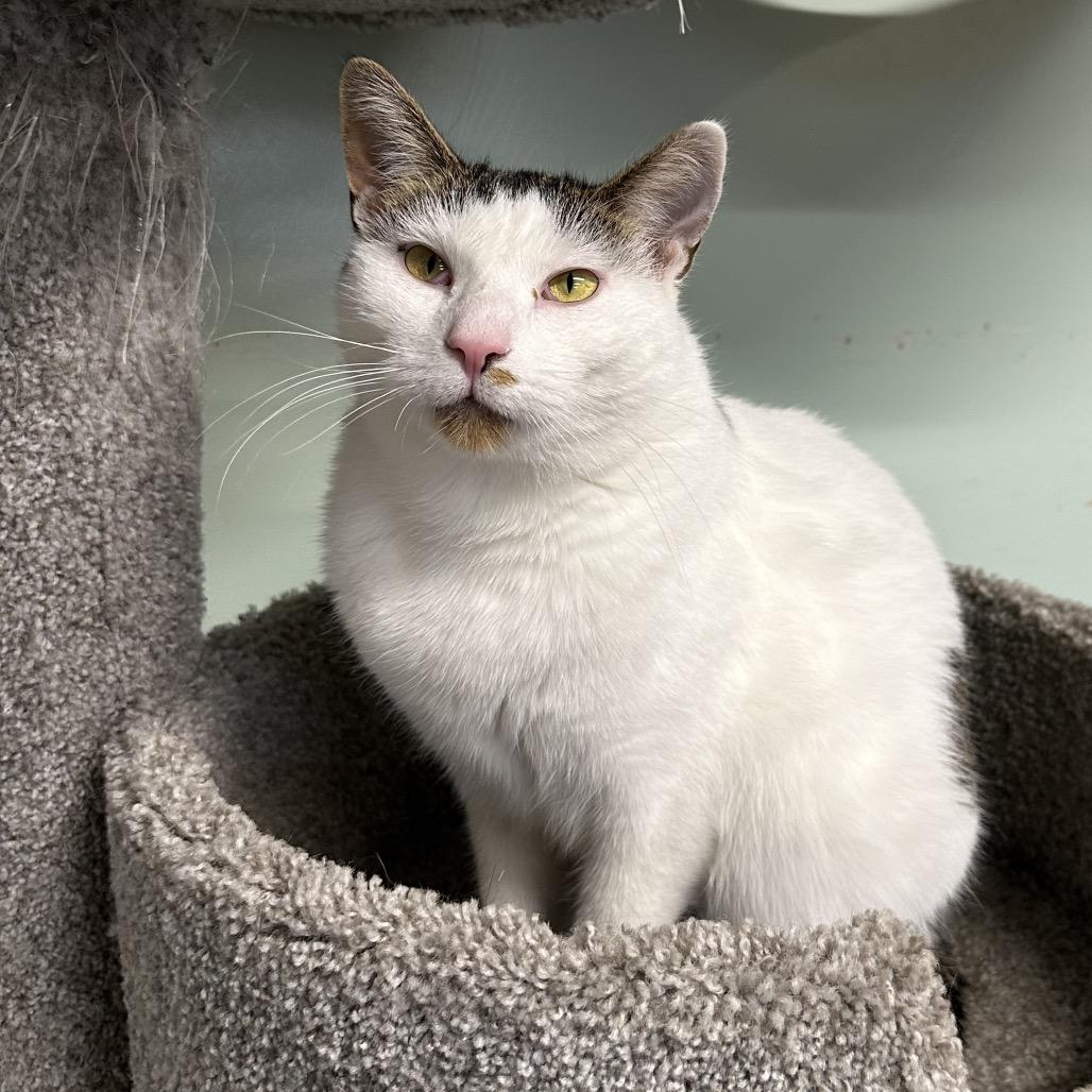 Spotty, a Adoptable Domestic Short Hair in Priest River, ID image 4/6