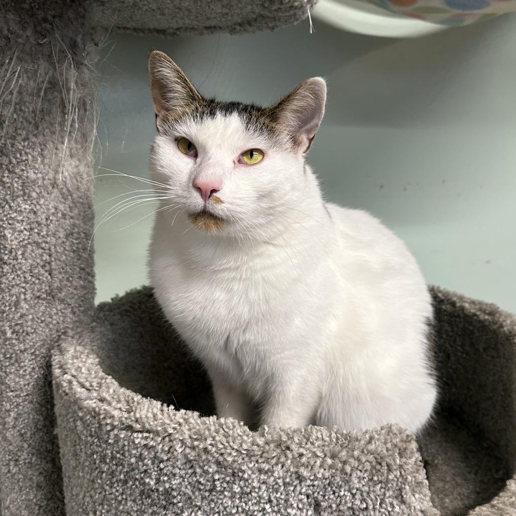 Spotty, a Adoptable Domestic Short Hair in Priest River, ID image 5/6