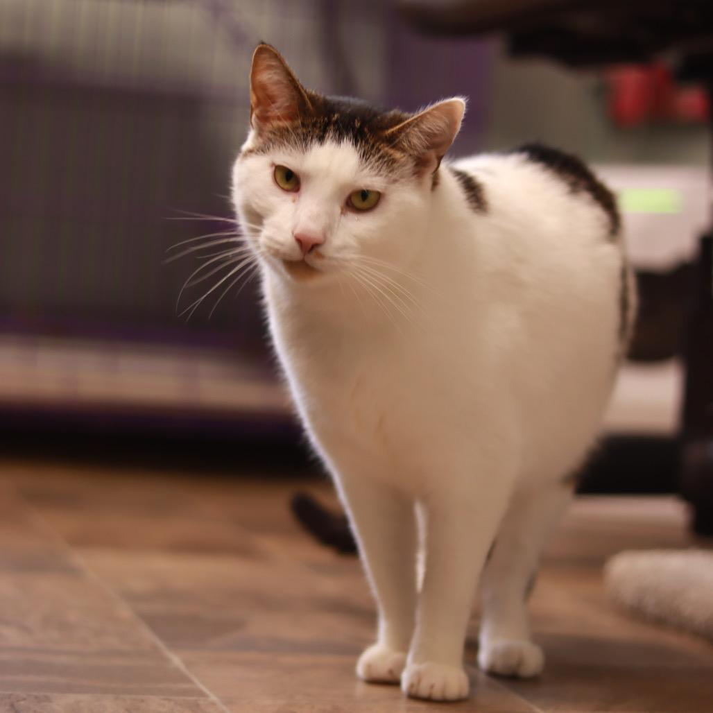 Enlarge Spotty, a Adoptable Domestic Short Hair in Priest River, ID image 6/6