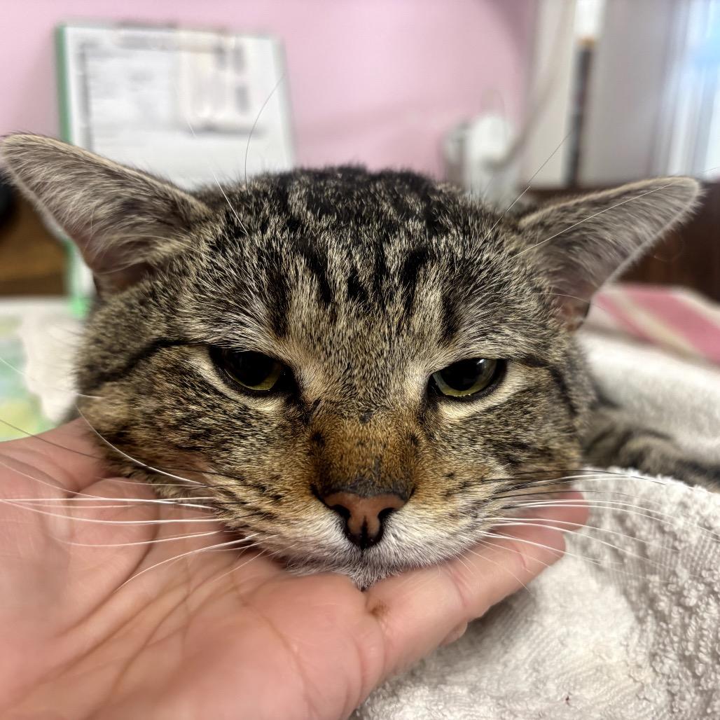 Archie, Adoptable, Adult Male Domestic Short Hair.