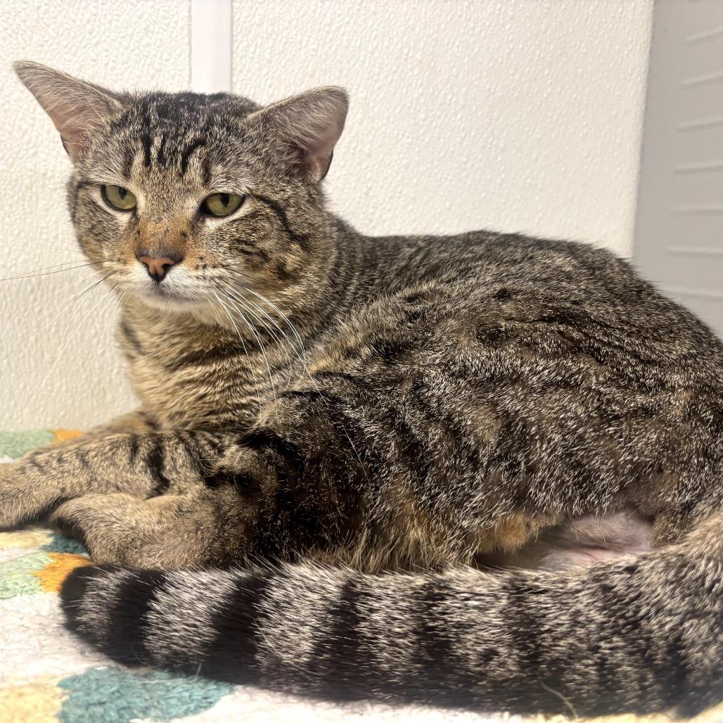 Enlarge Archie, a Adoptable Domestic Short Hair in Garfield, AR image 2/2