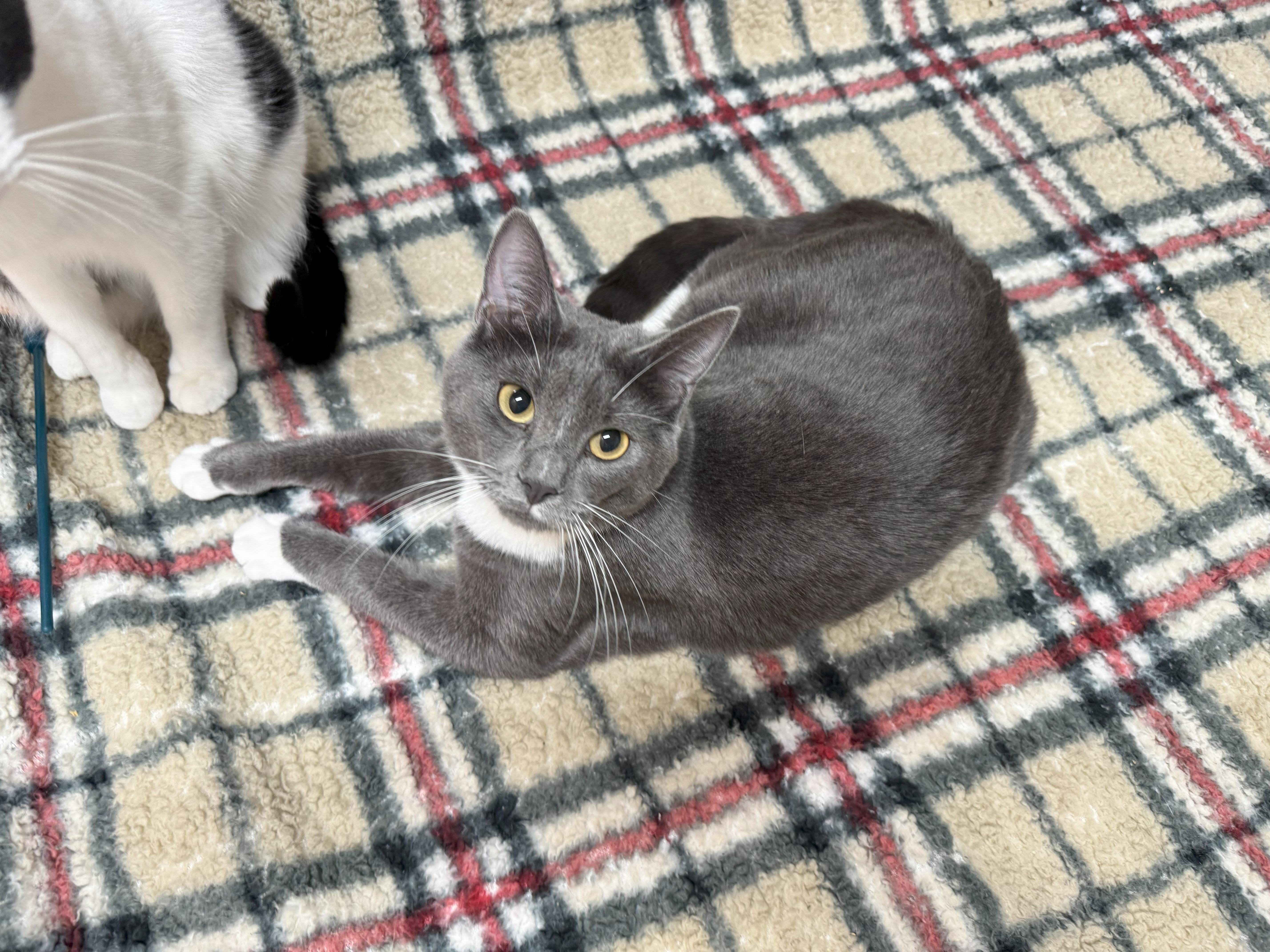 Mara, a Adoptable Domestic Short Hair in Johnston, RI image 2/4