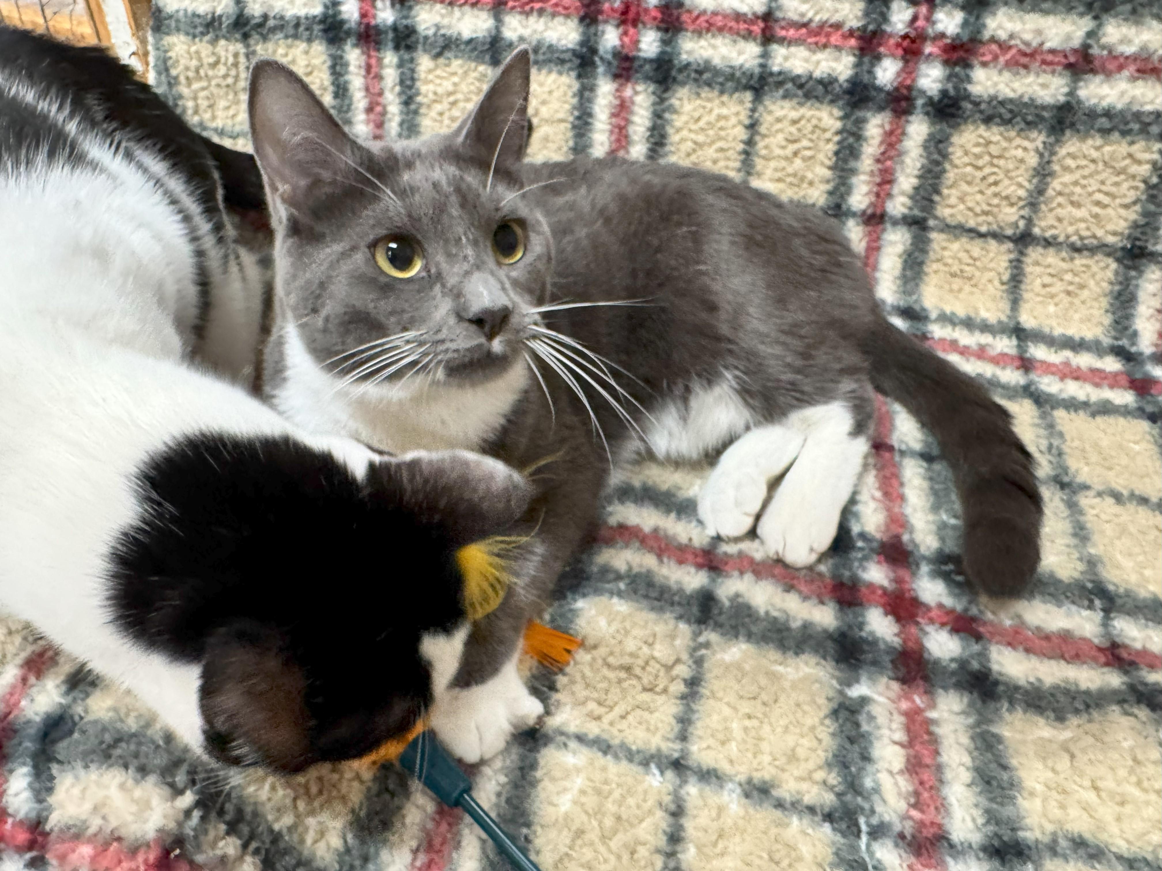 Mara, a Adoptable Domestic Short Hair in Johnston, RI image 3/4