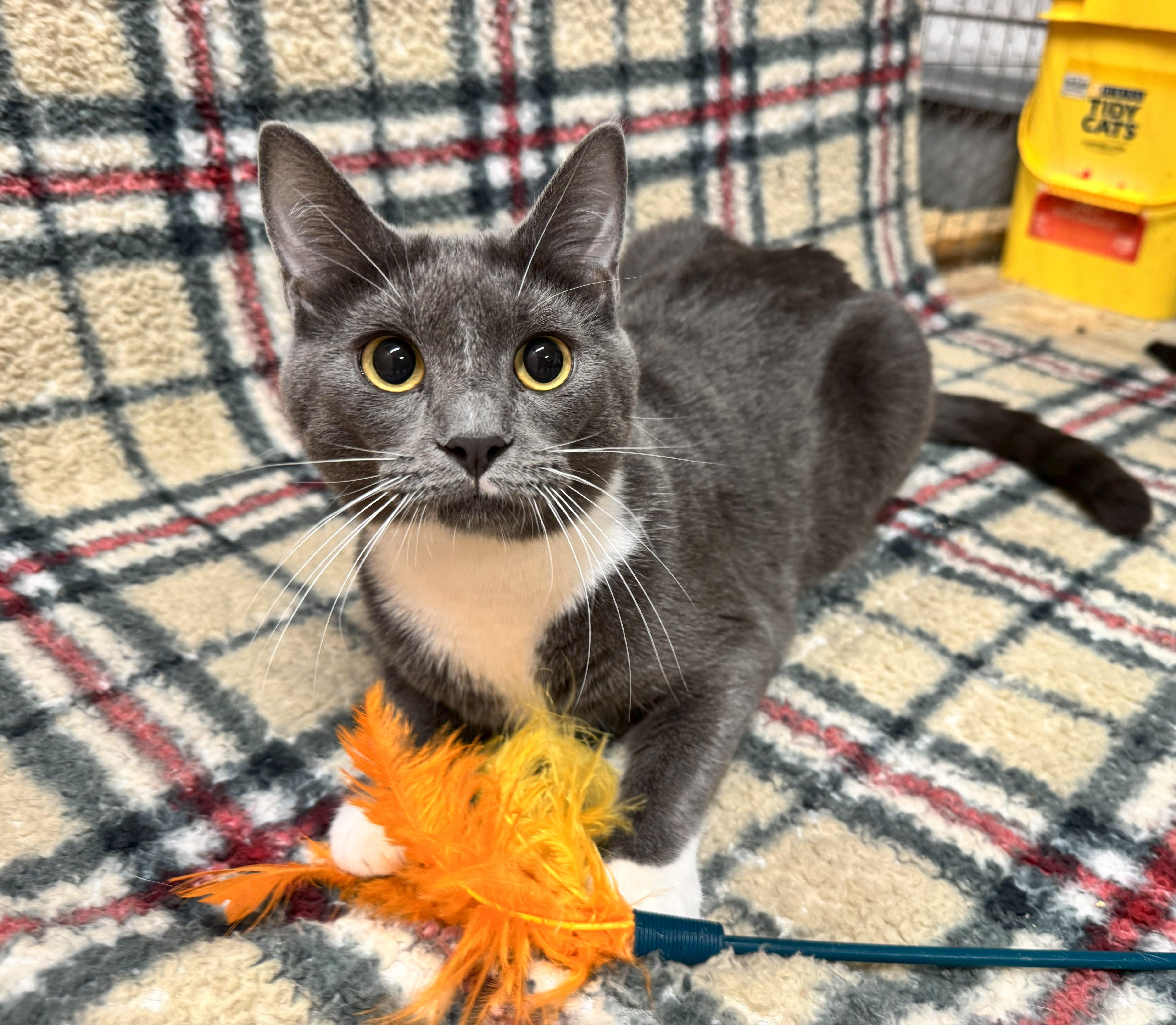 Mara, a Adoptable Domestic Short Hair in Johnston, RI image 4/4