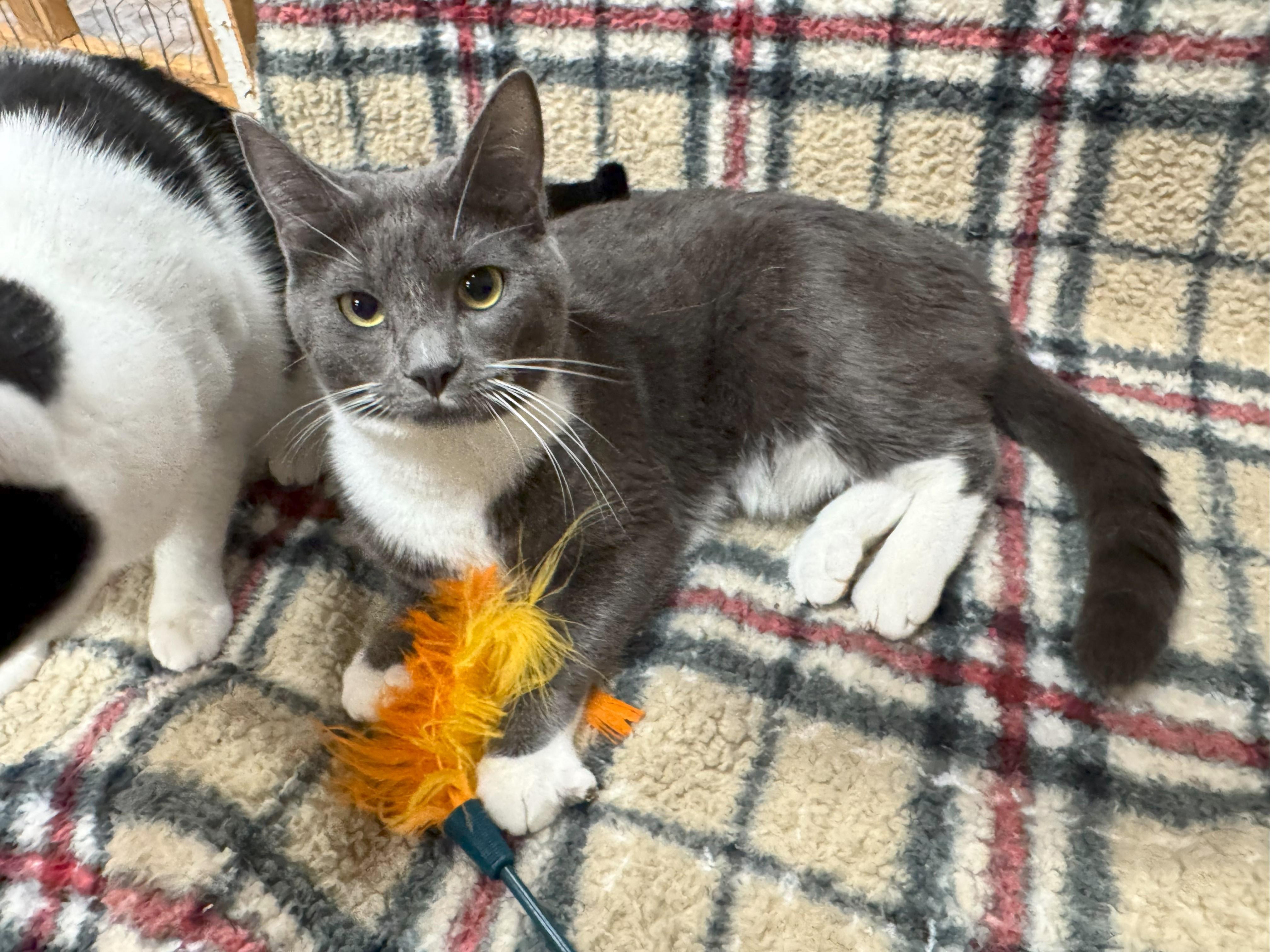 Mara, a Adoptable Domestic Short Hair in Johnston, RI image 1/4