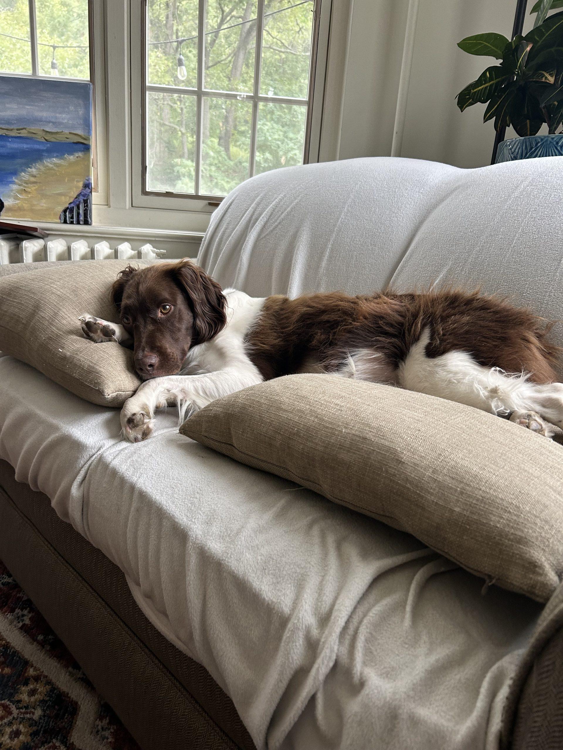 Enlarge Sky - 20040976 - NY, a Adopted Brittany Spaniel in Conesus, NY image 1/4