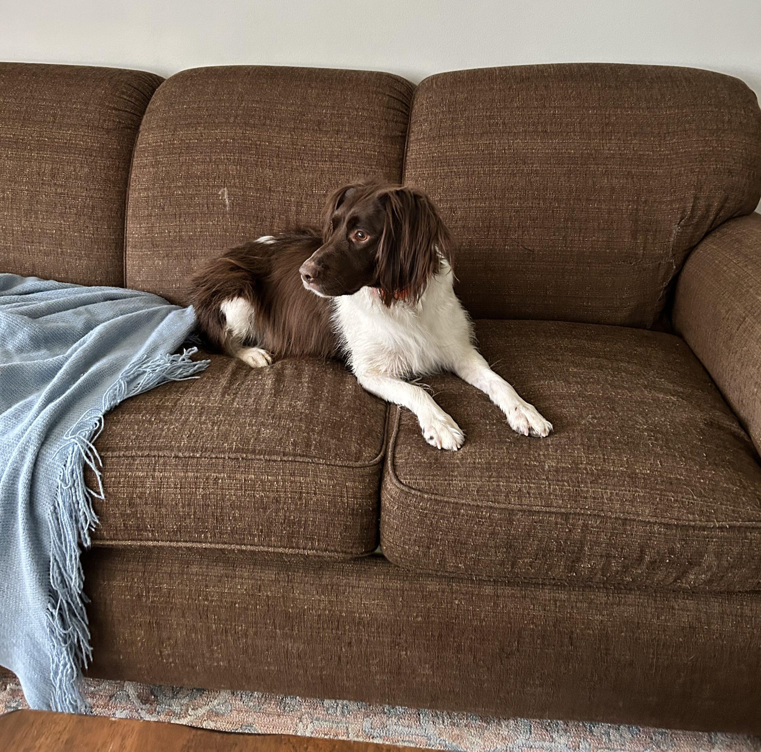 Enlarge Sky - 20040976 - NY, a Adopted Brittany Spaniel in Conesus, NY image 2/4