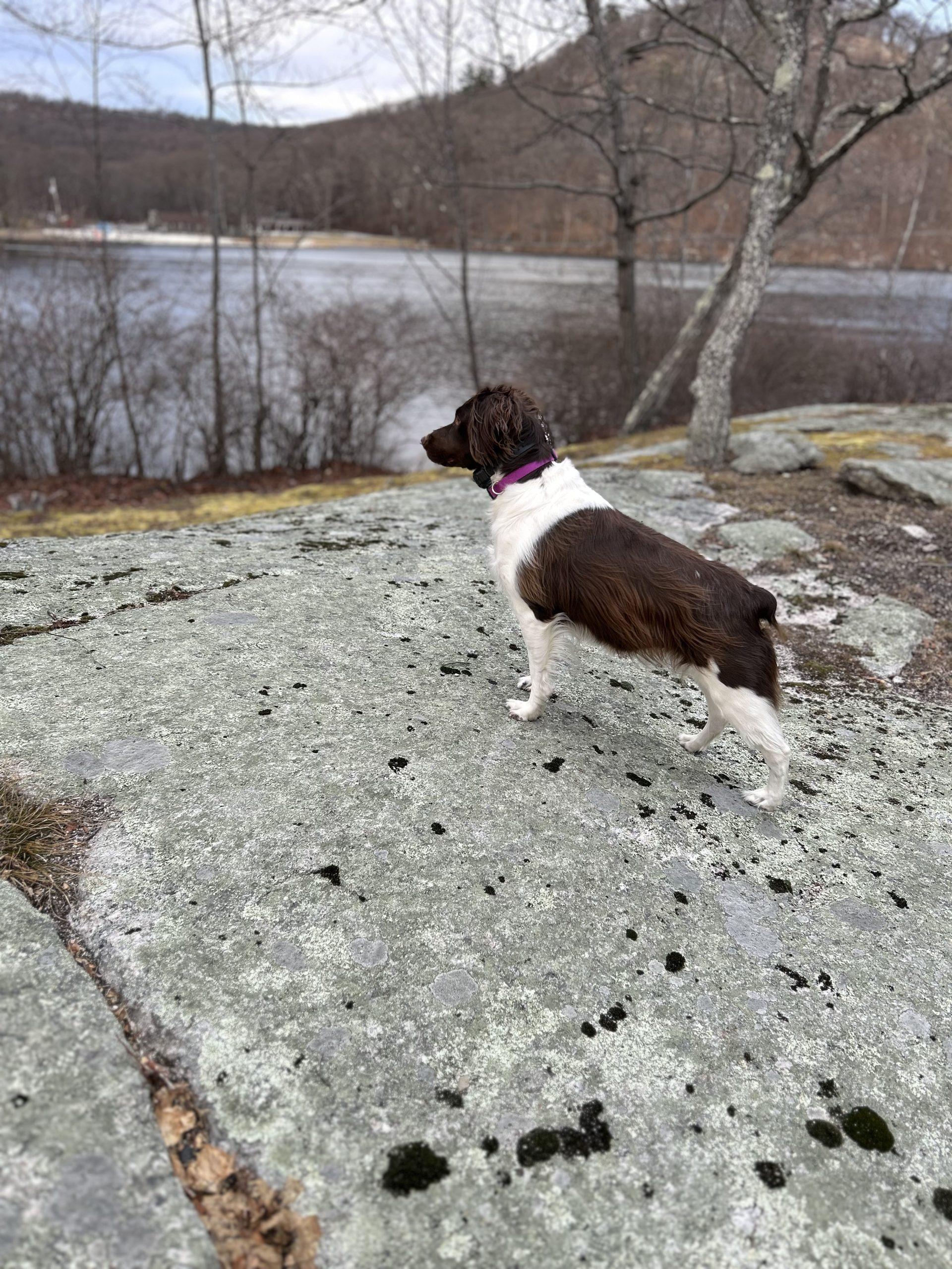 Enlarge Sky - 20040976 - NY, a Adopted Brittany Spaniel in Conesus, NY image 3/4