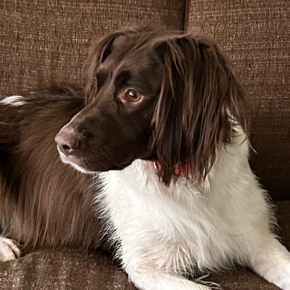 Enlarge Sky - 20040976 - NY, a Adopted Brittany Spaniel in Conesus, NY image 4/4