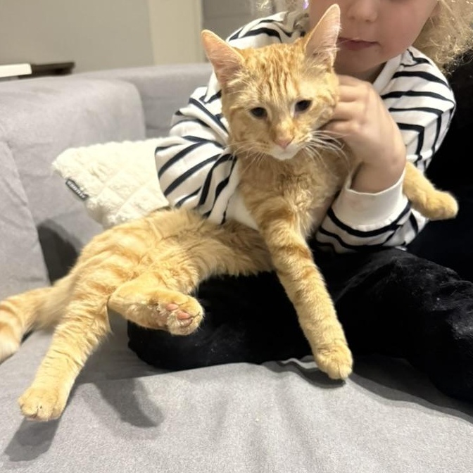 Enlarge Milo, a ADOPTABLE Domestic Short Hair in Hyattsville, MD image 2/6