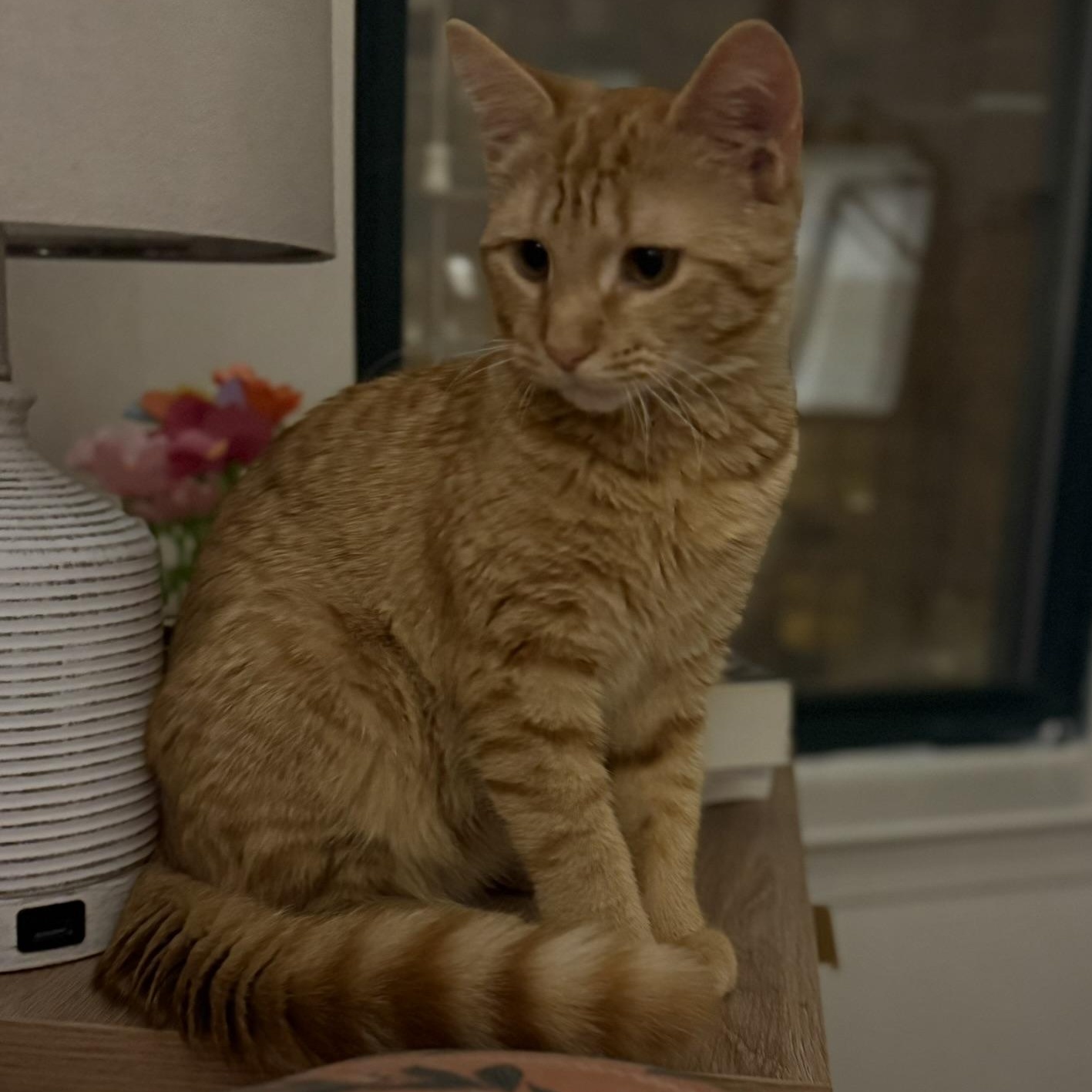 Milo, ADOPTABLE, Kitten Male Domestic Short Hair.