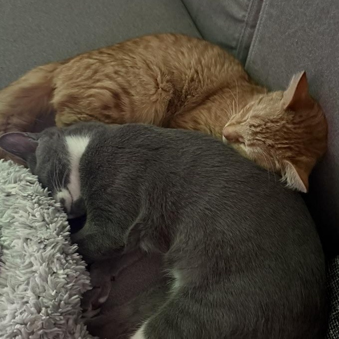 Enlarge Milo, a ADOPTABLE Domestic Short Hair in Hyattsville, MD image 3/6