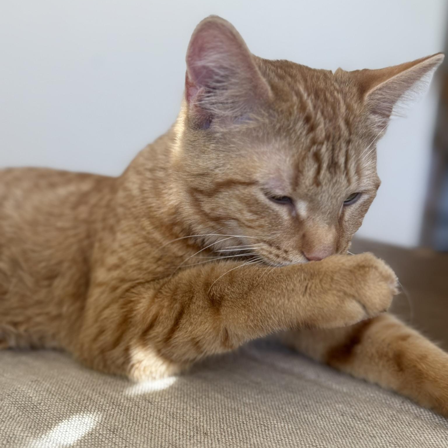 Enlarge Milo, a ADOPTABLE Domestic Short Hair in Hyattsville, MD image 5/6