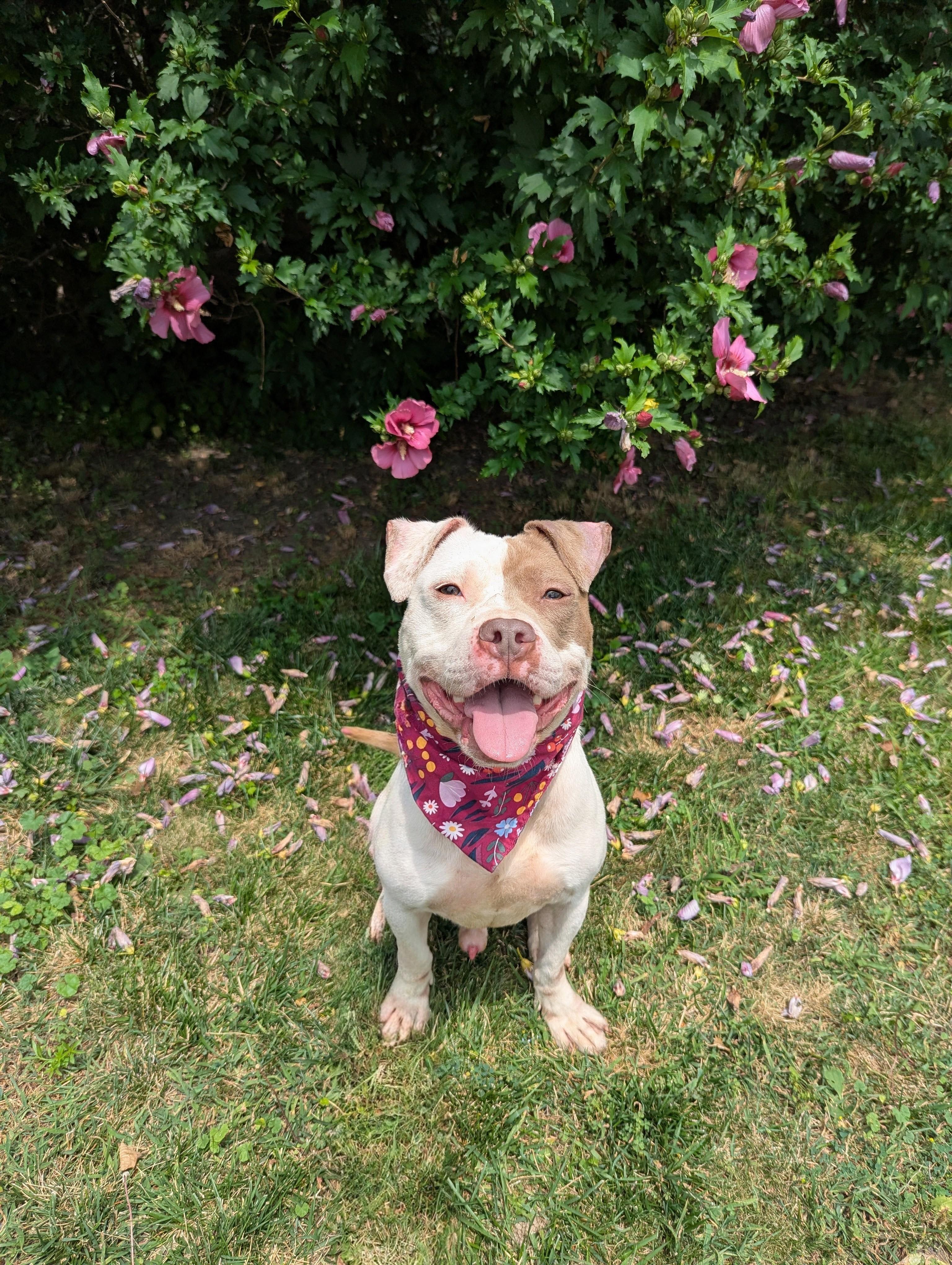 Gus, an adopted mixed breed in Buffalo, NY image 3/6