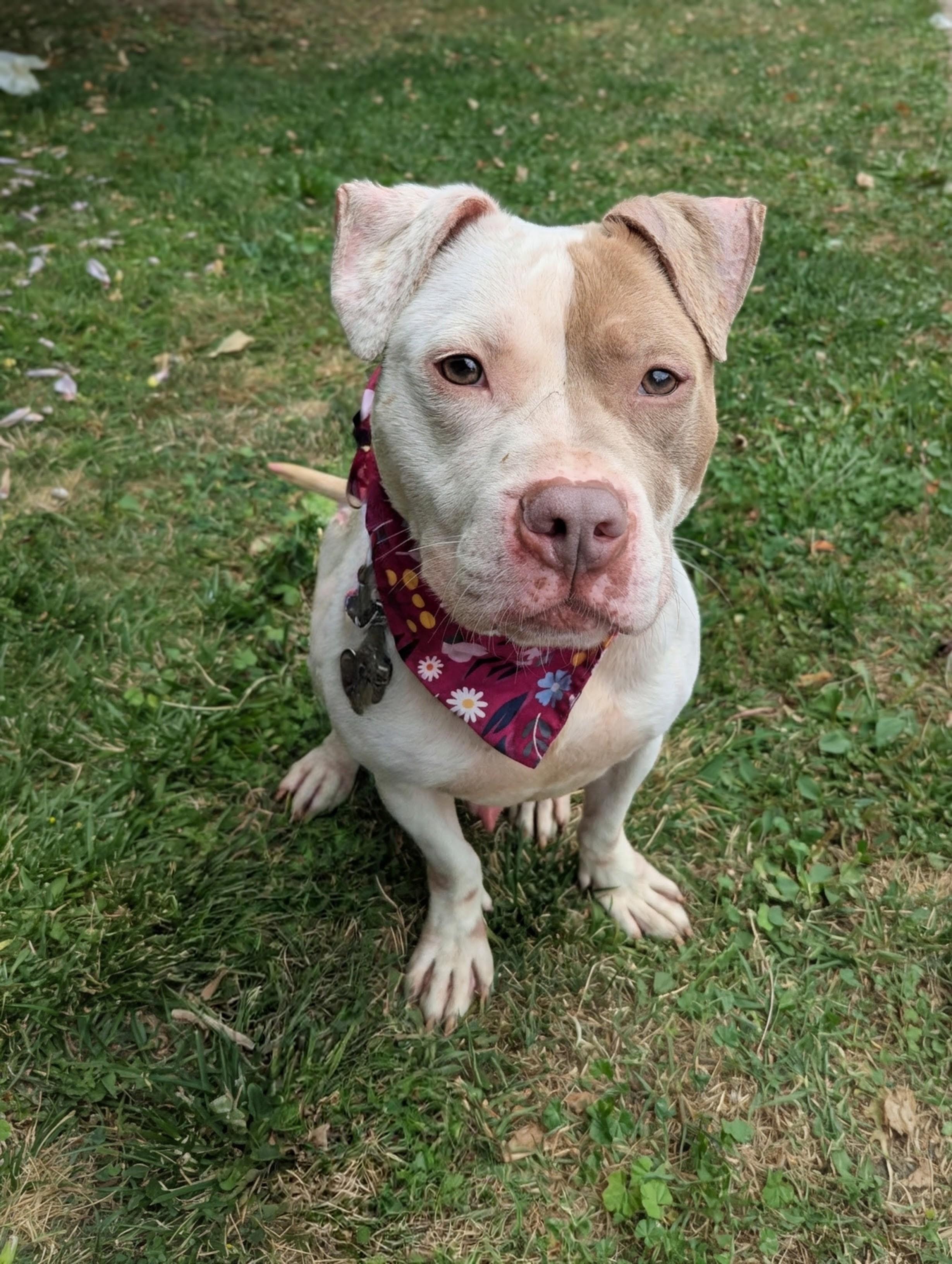 Gus, an adopted mixed breed in Buffalo, NY image 5/6
