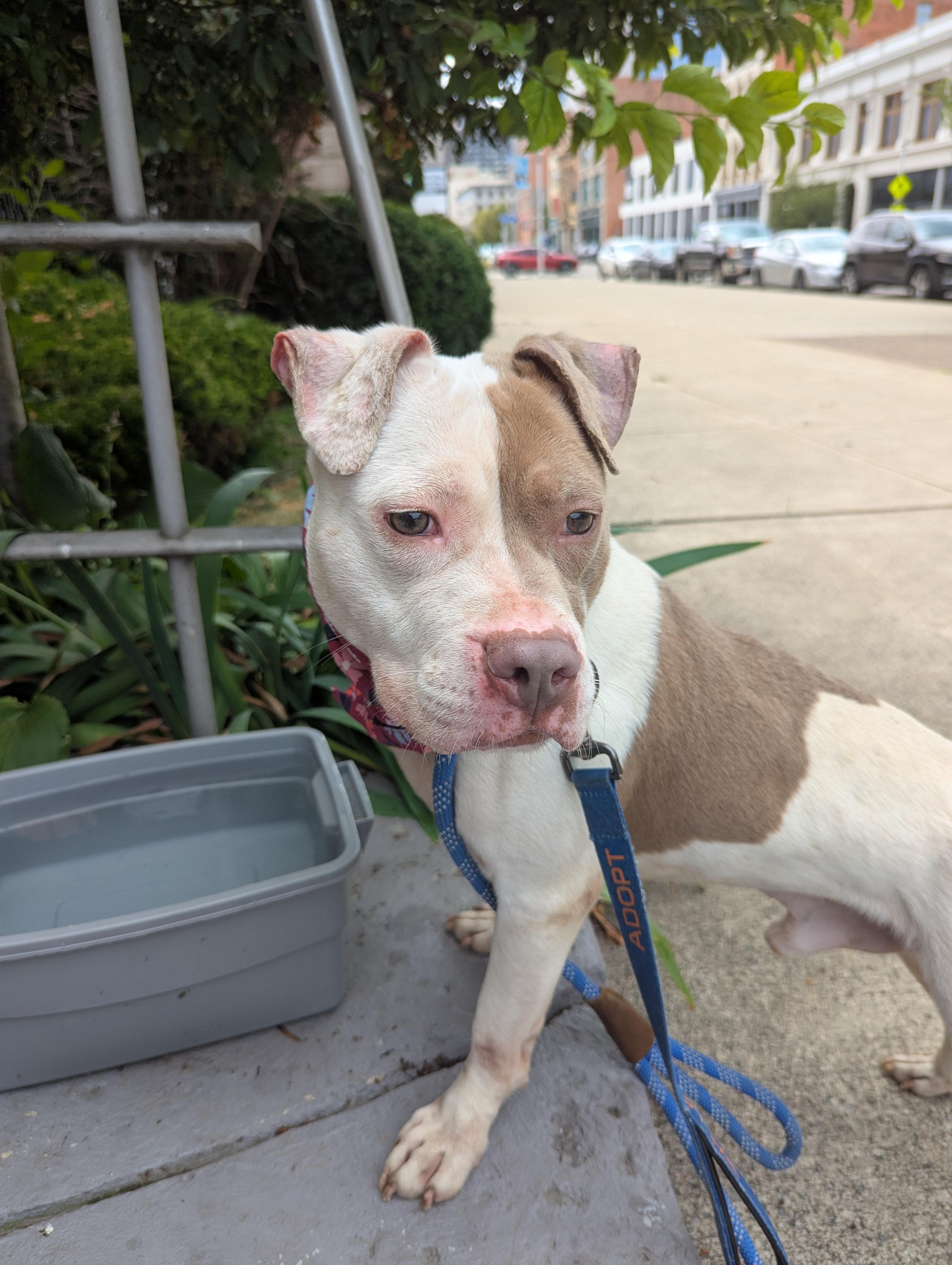 Gus, an adopted mixed breed in Buffalo, NY image 4/6