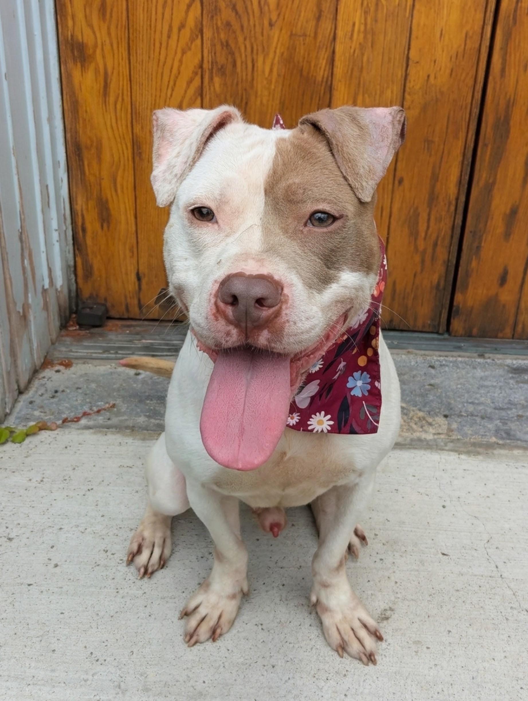 Gus, adopted, Young Male Mixed Breed.