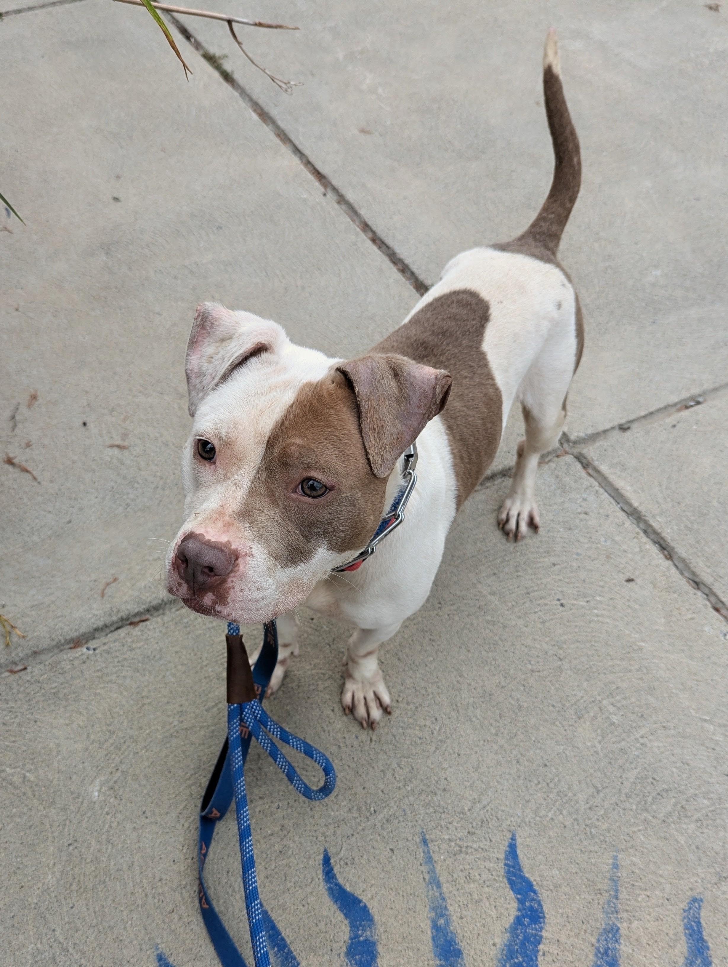 Gus, an adopted mixed breed in Buffalo, NY image 6/6
