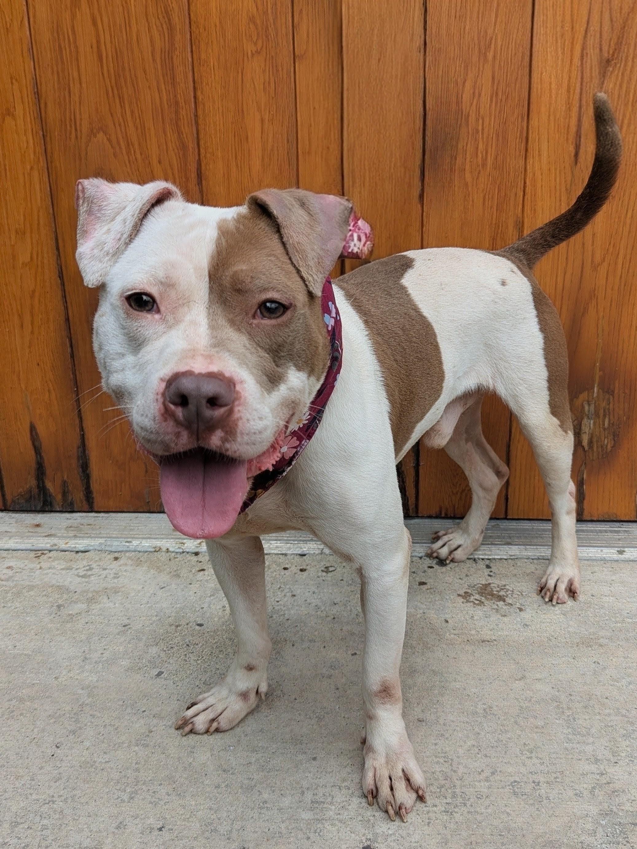 Gus, an adopted mixed breed in Buffalo, NY image 2/6