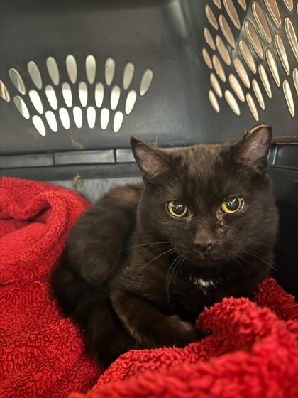 Enlarge Julio, a Adoptable mixed breed in Detroit, MI image 1/1