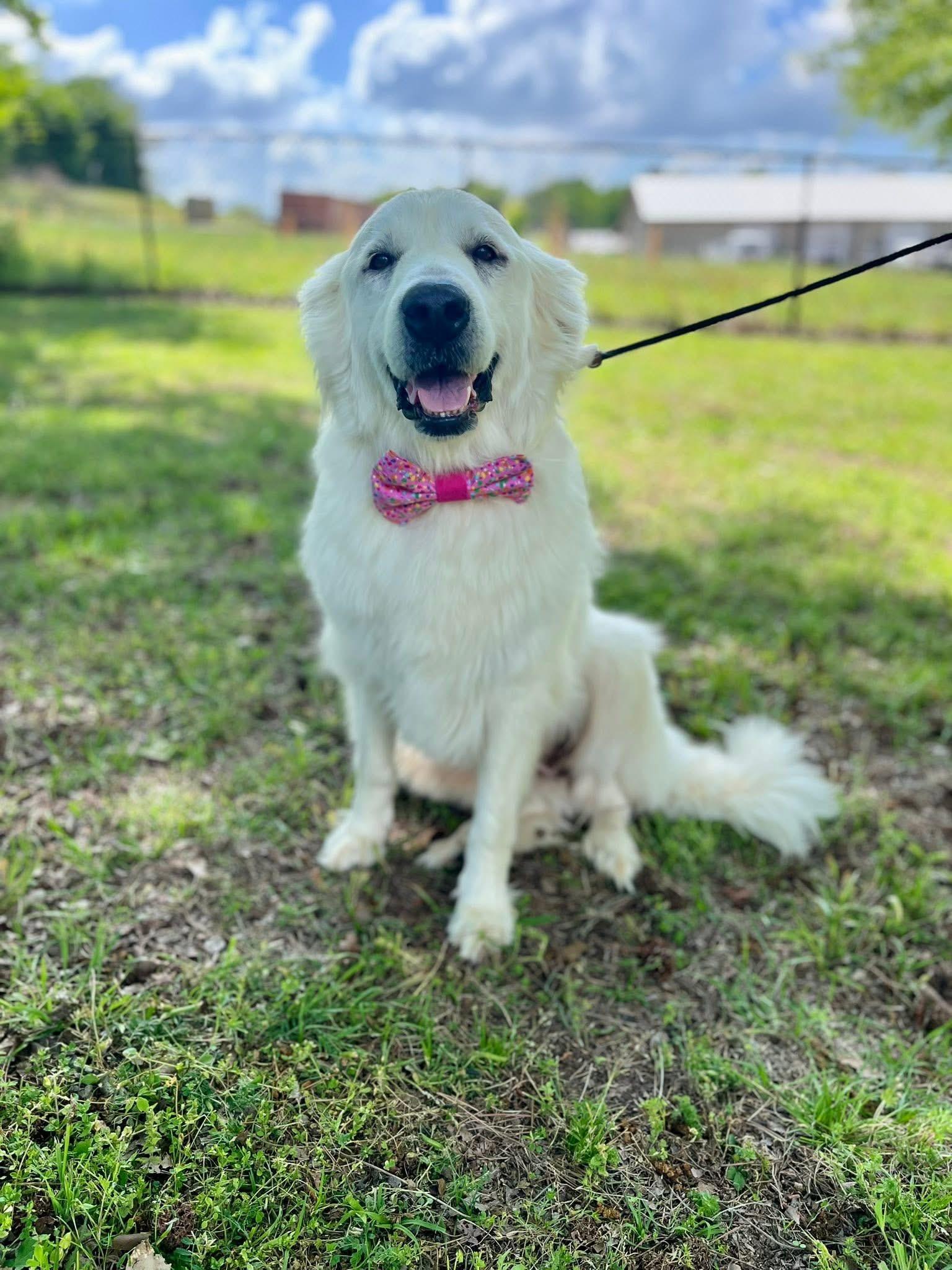 Enlarge Opal, an adopted Great Pyrenees in Mendham, NJ image 2/5