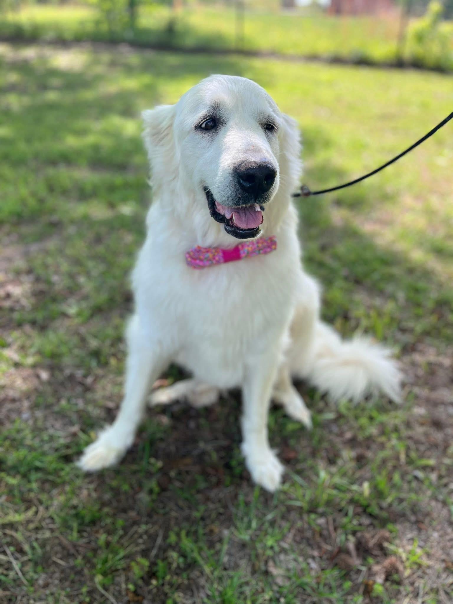 Enlarge Opal, an adopted Great Pyrenees in Mendham, NJ image 3/5