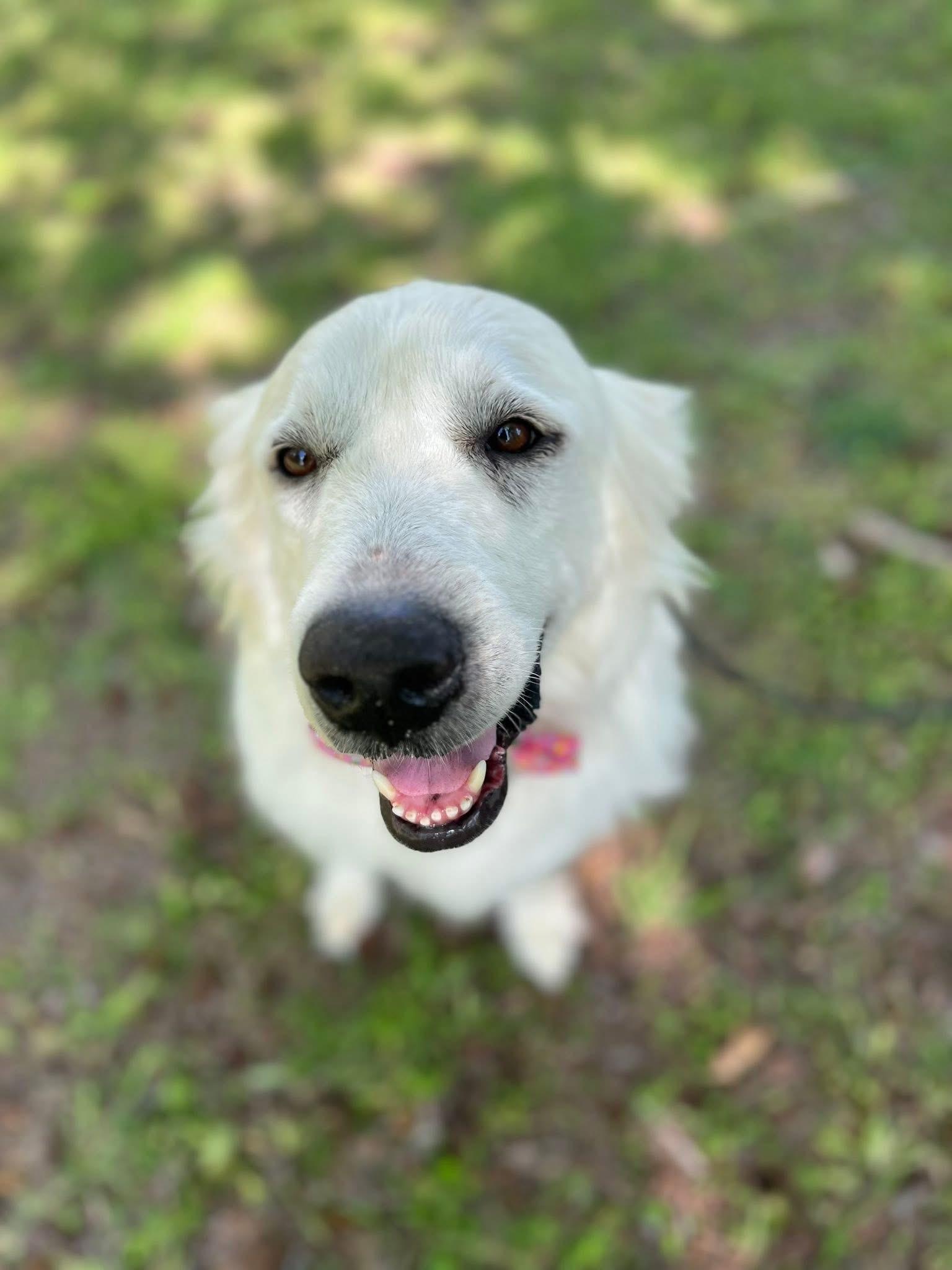 Enlarge Opal, an adopted Great Pyrenees in Mendham, NJ image 4/5