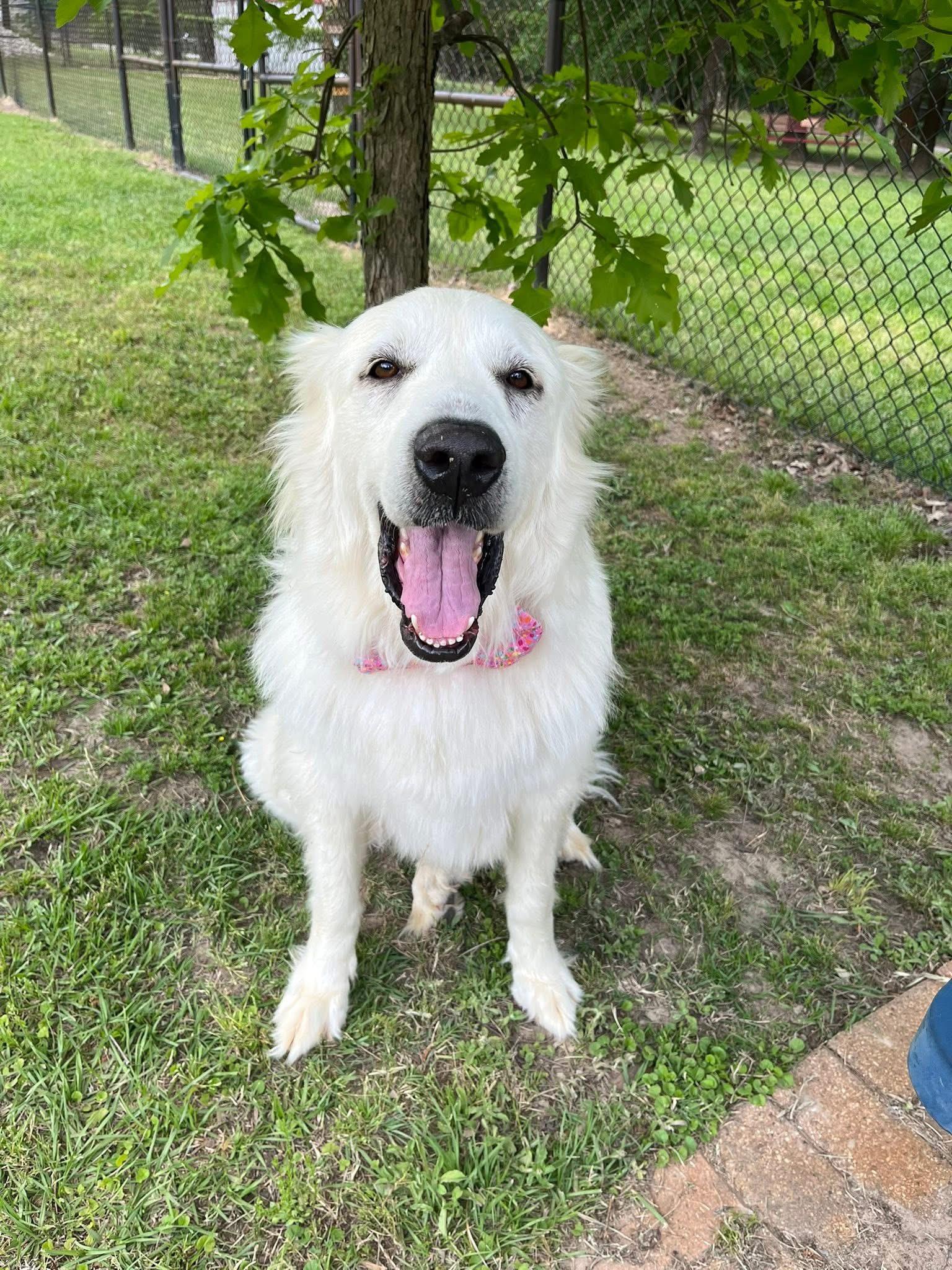 Enlarge Opal, an adopted Great Pyrenees in Mendham, NJ image 5/5