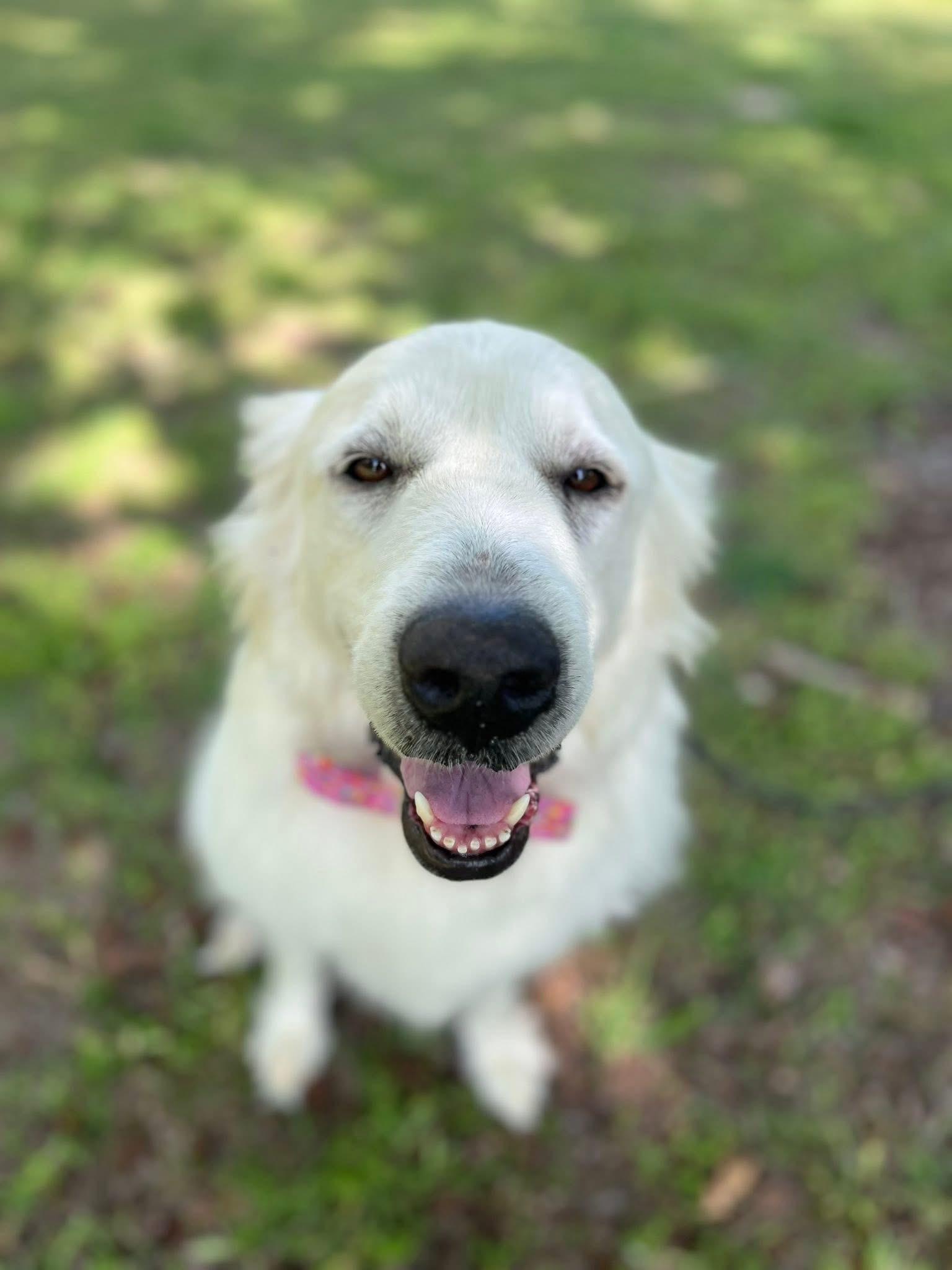 Opal, adopted, Adult Female Great Pyrenees.