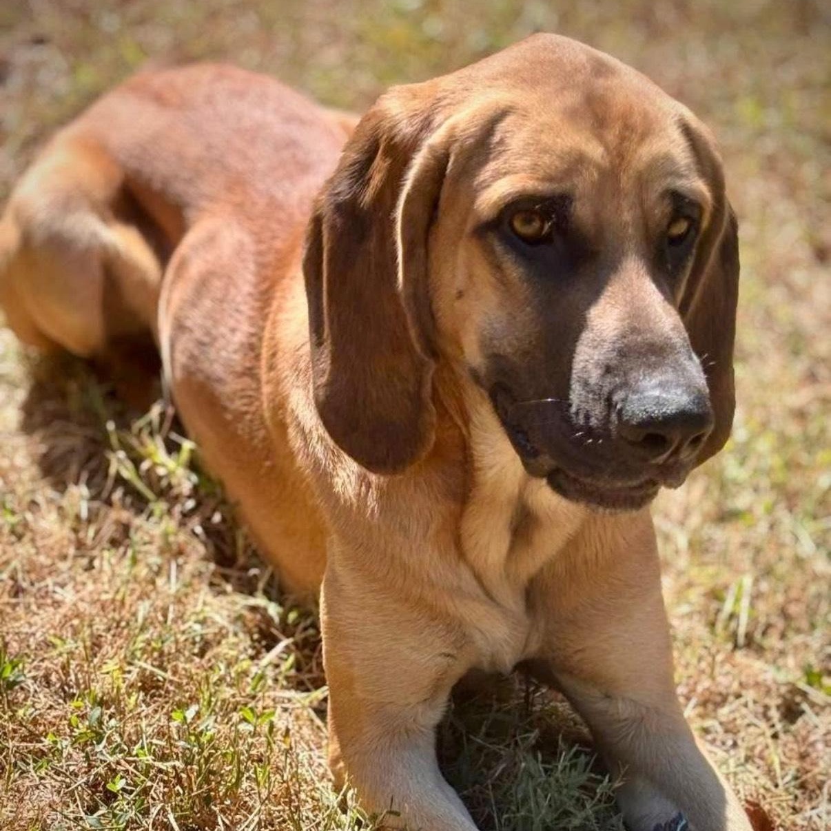 Buck, a Adoptable mixed breed in Salem, MO image 3/4