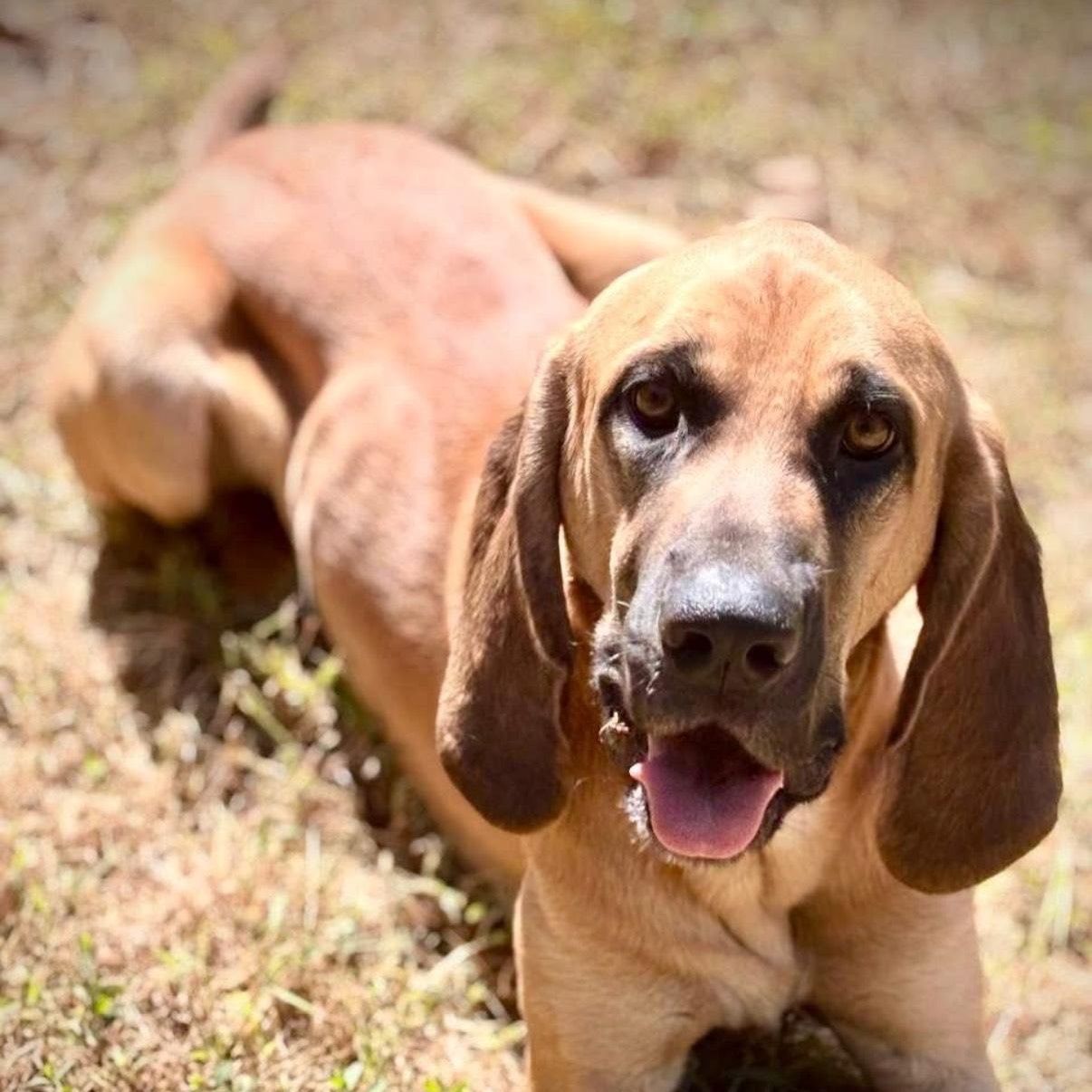 Buck, a Adoptable mixed breed in Salem, MO image 2/4