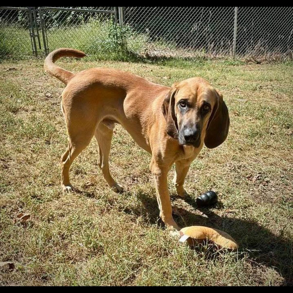 Buck, a Adoptable mixed breed in Salem, MO image 4/4