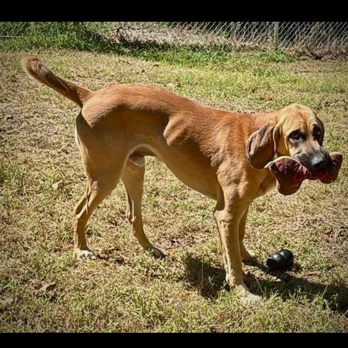 Buck, Adoptable, Adult Male Bloodhound.
