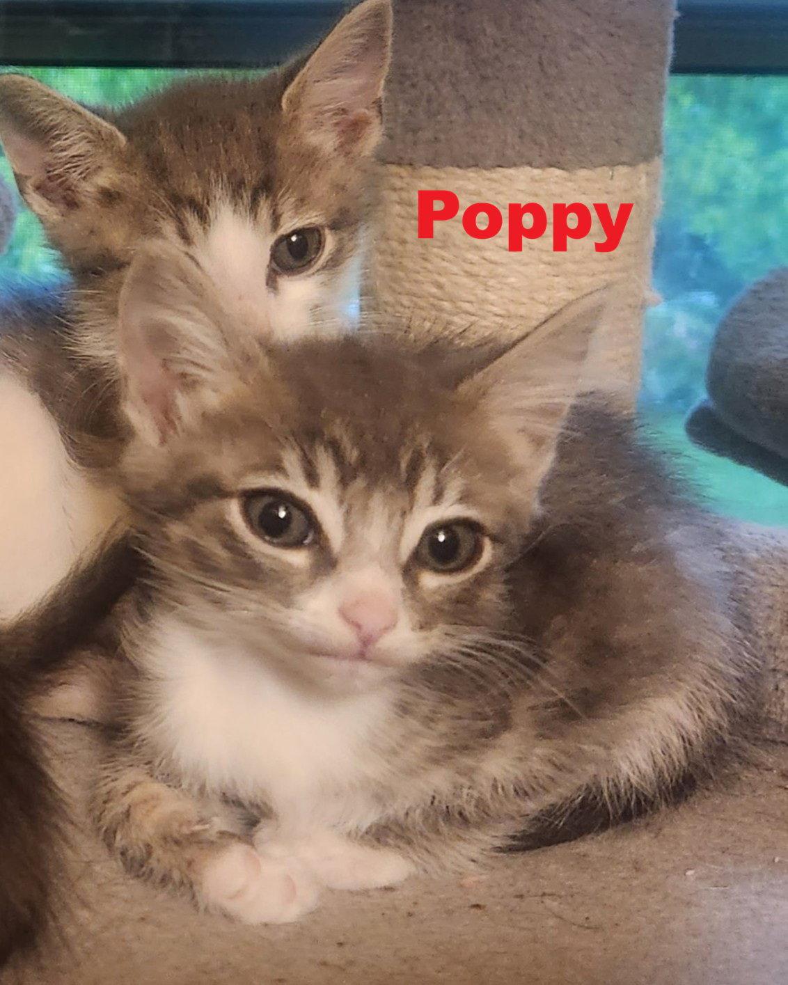 Poppy, Adoptable, Kitten Female Domestic Medium Hair.