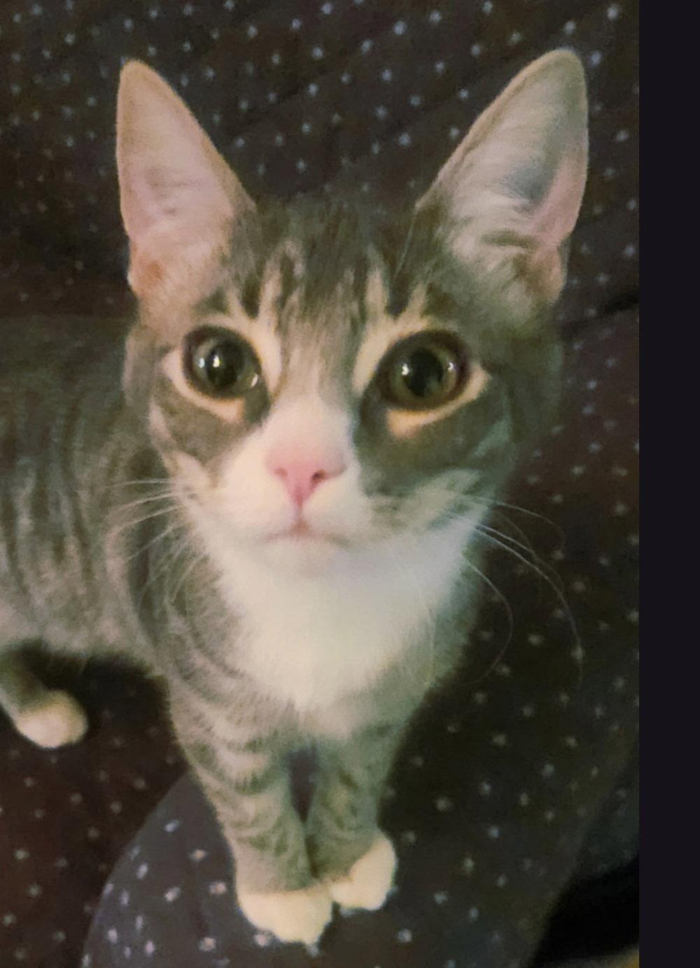 Enlarge Poppy, a Adoptable Domestic Medium Hair in Blairsville, GA image 1/2