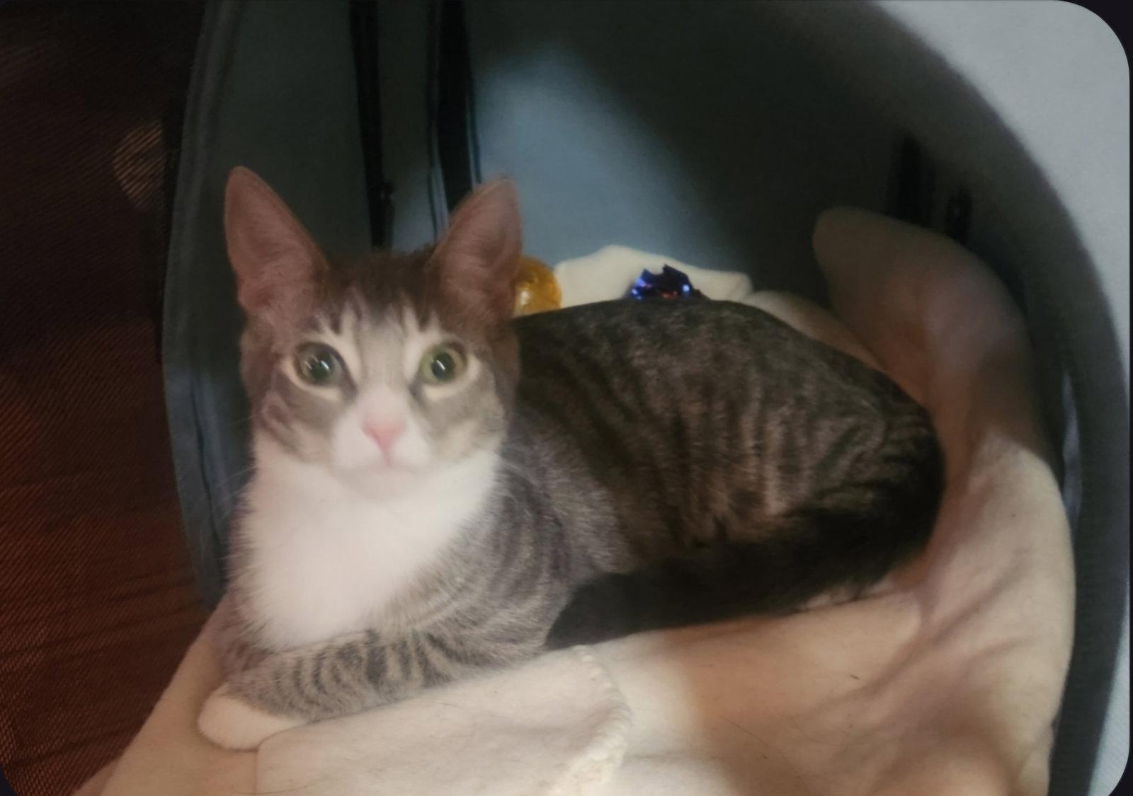 Enlarge Poppy, a Adoptable Domestic Medium Hair in Blairsville, GA image 2/2
