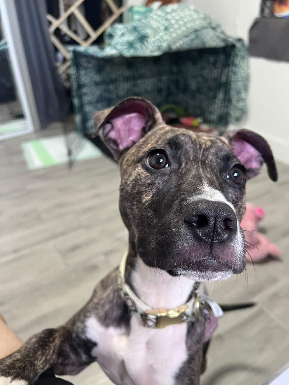 Enlarge Olive, a ADOPTABLE mixed breed in tampa, FL image 3/4