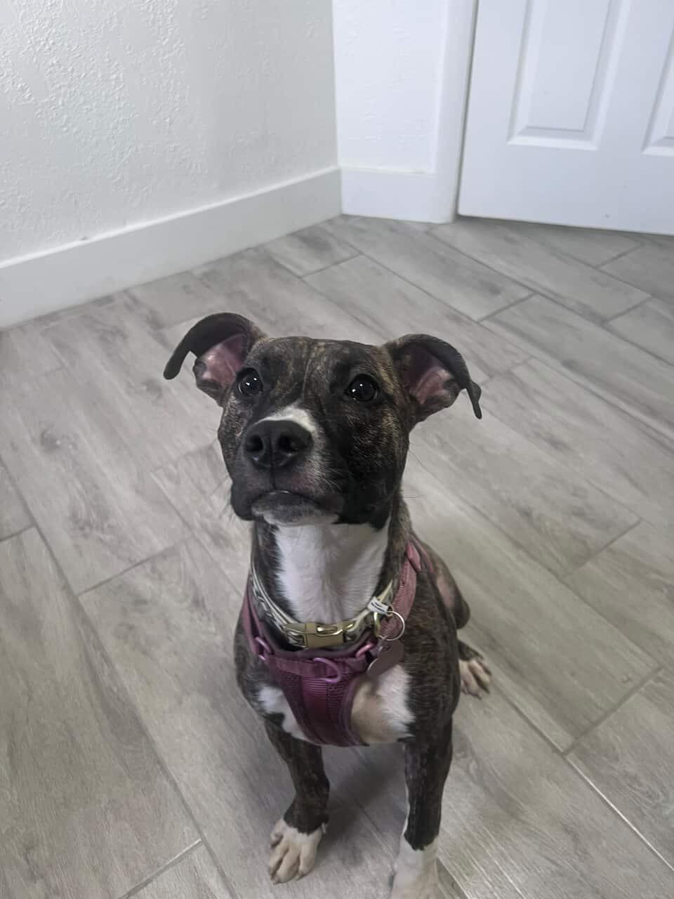 Enlarge Olive, a ADOPTABLE mixed breed in tampa, FL image 1/4