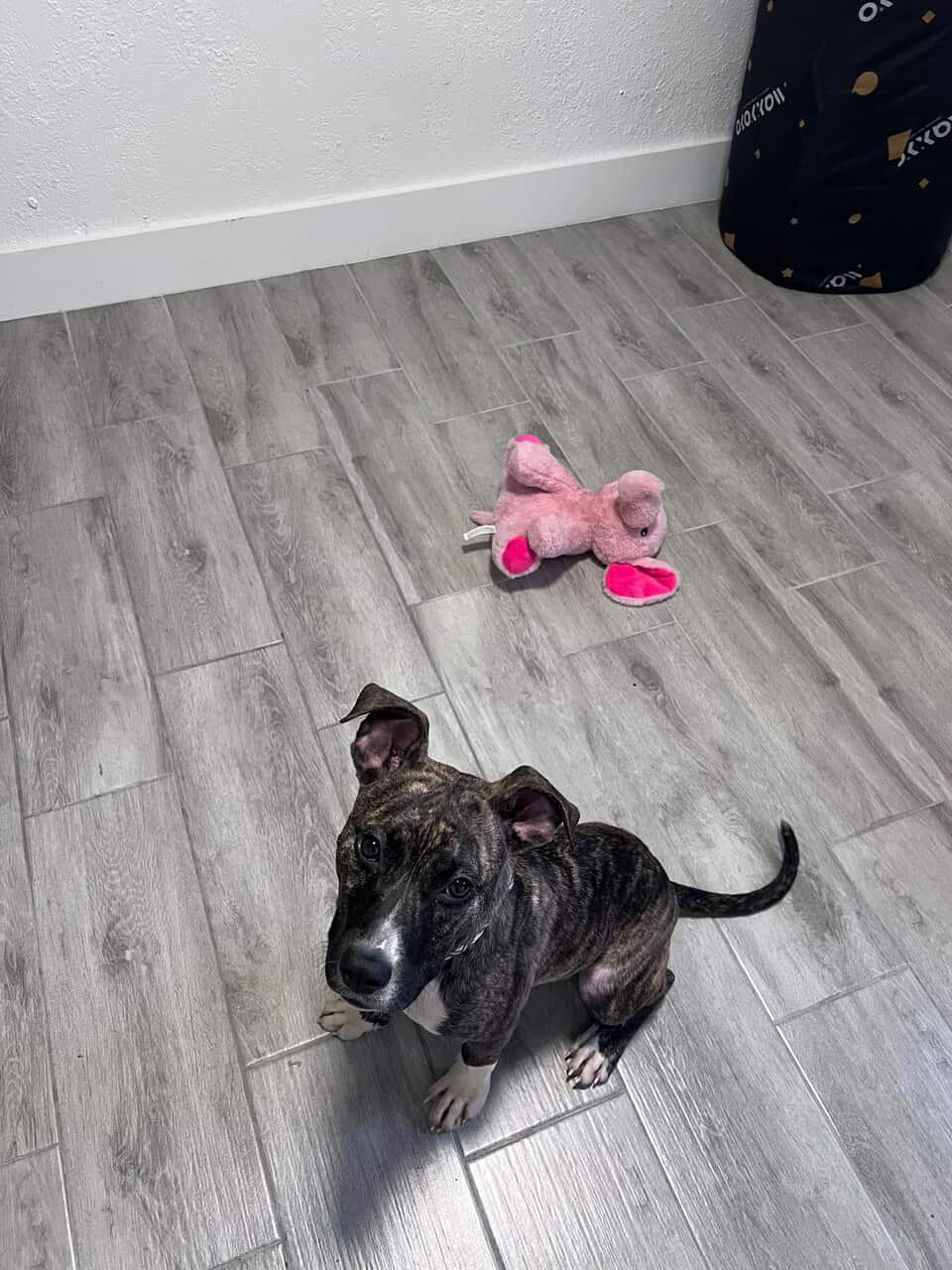 Enlarge Olive, a ADOPTABLE mixed breed in tampa, FL image 2/4