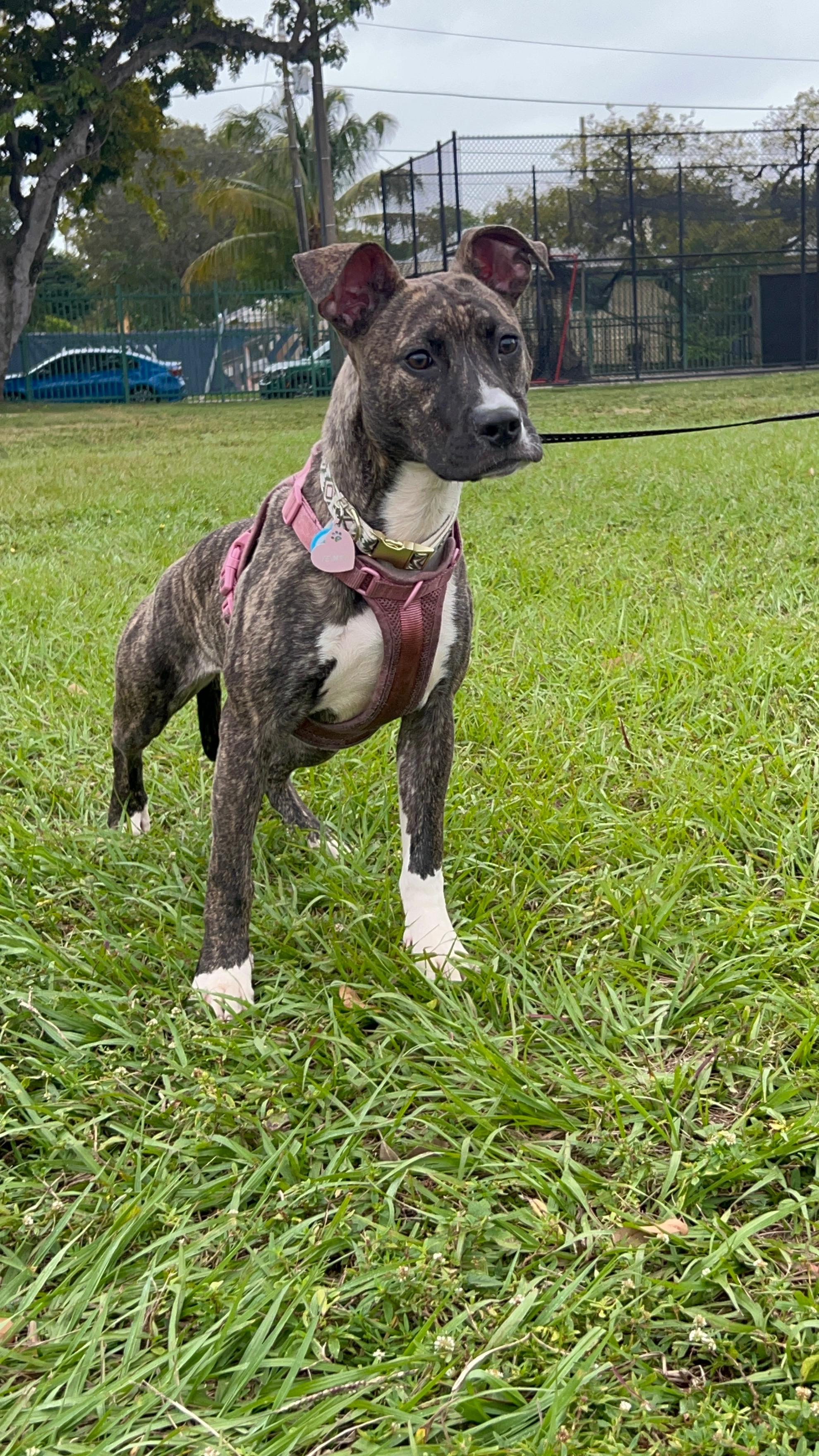 Enlarge Olive, a ADOPTABLE mixed breed in tampa, FL image 4/4
