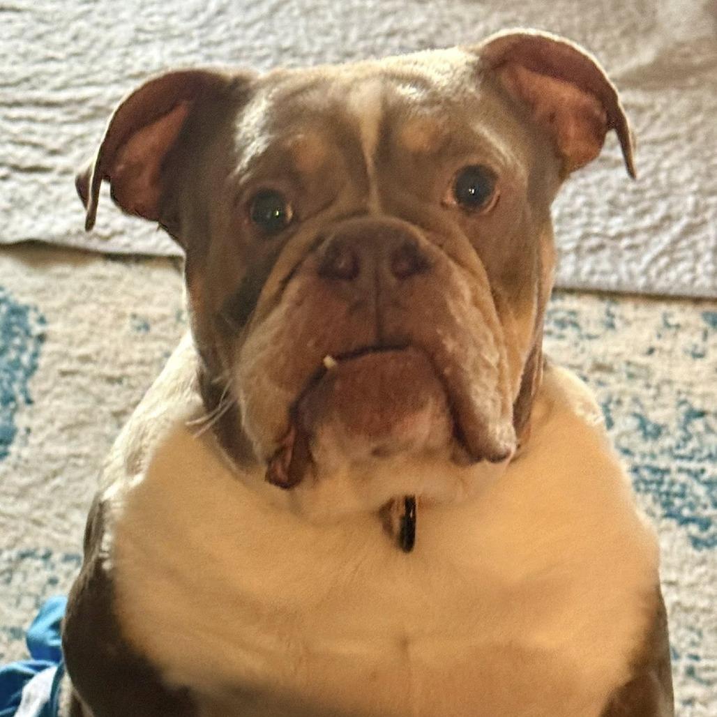 Enlarge Novi, a Adoptable English Bulldog in Huber Heights, OH image 1/6