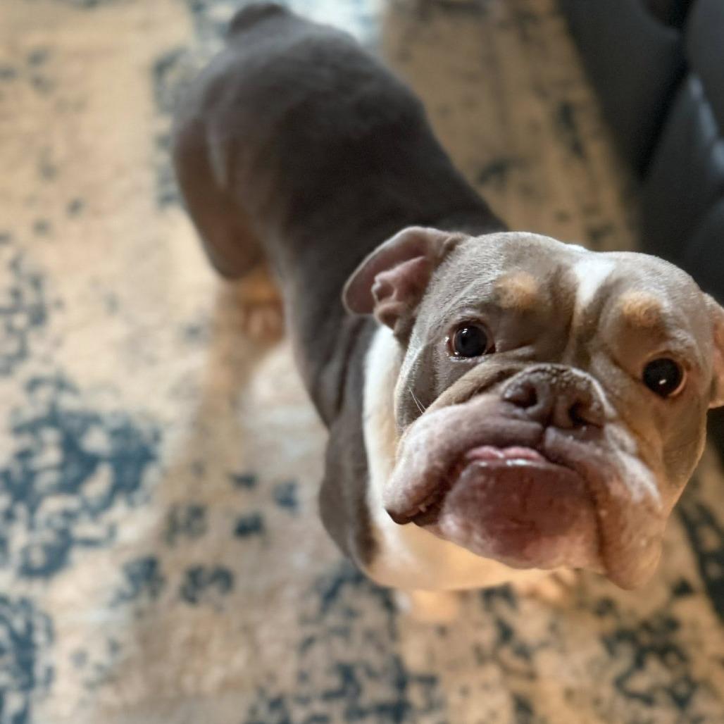 Enlarge Novi, a Adoptable English Bulldog in Huber Heights, OH image 2/6