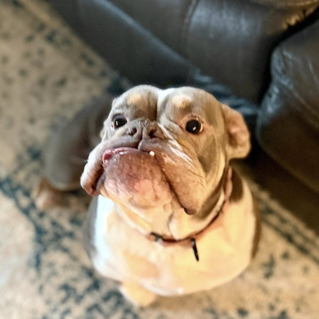 Enlarge Novi, a Adoptable English Bulldog in Huber Heights, OH image 3/6